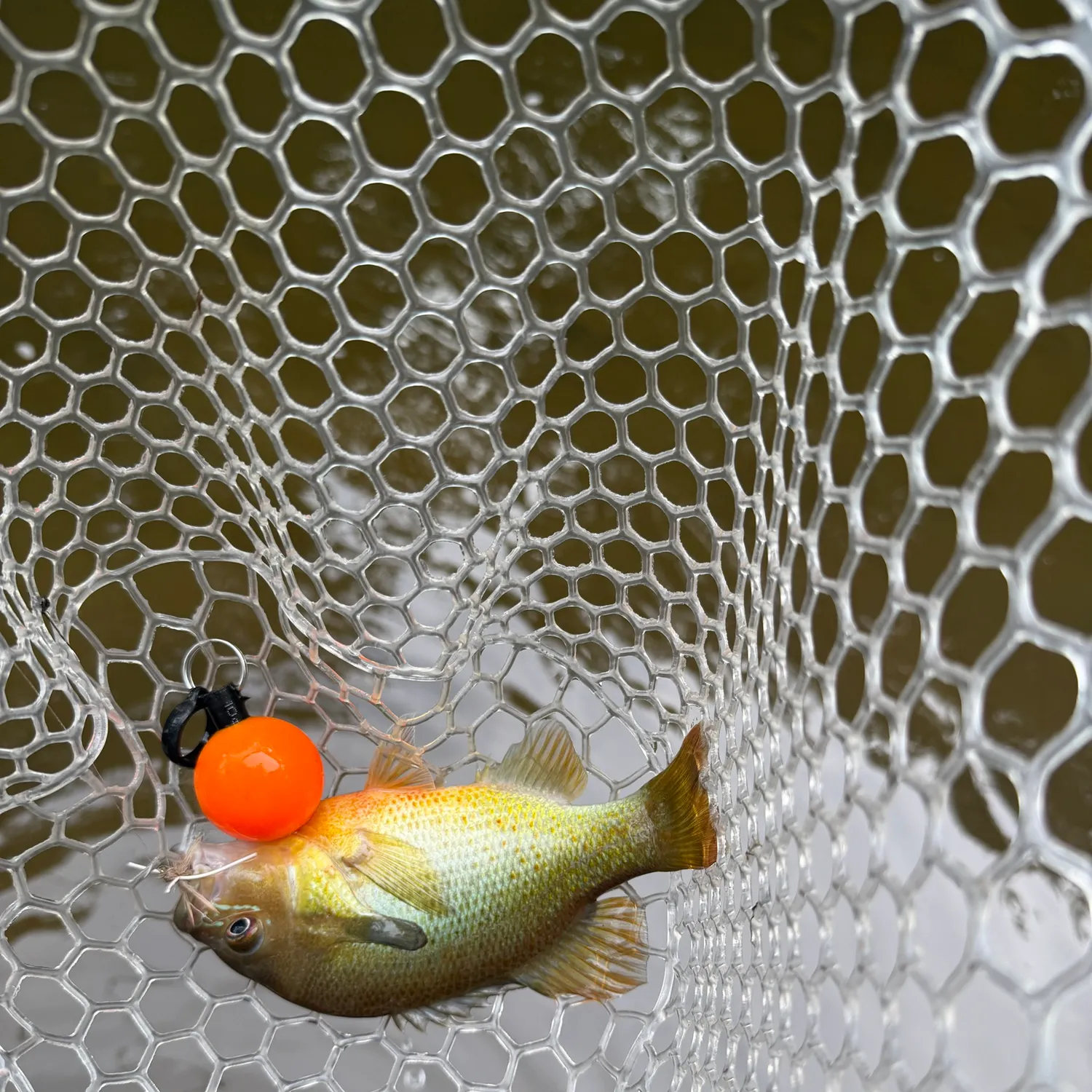 Redbreast sunfish caught on Fishbrain