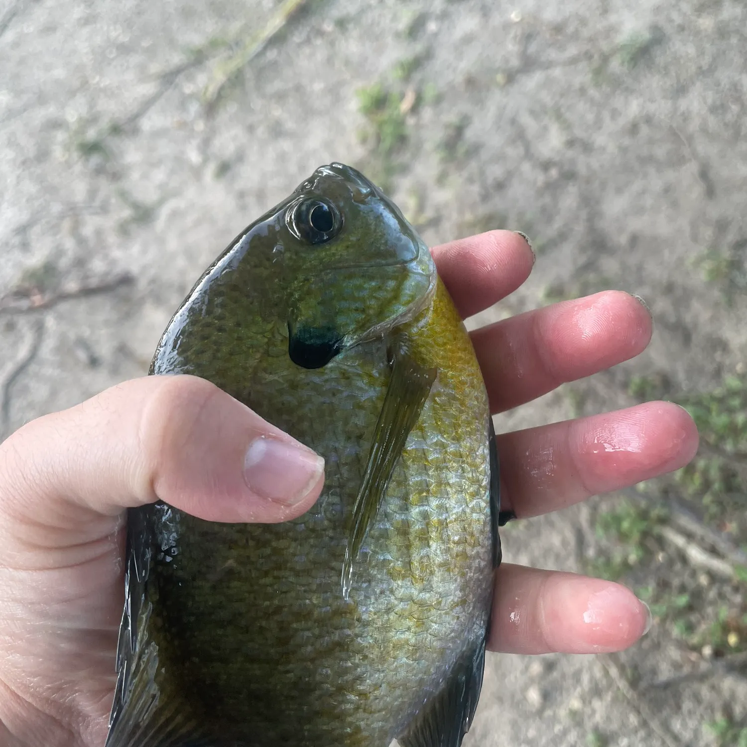 Bluegill caught on Fishbrain