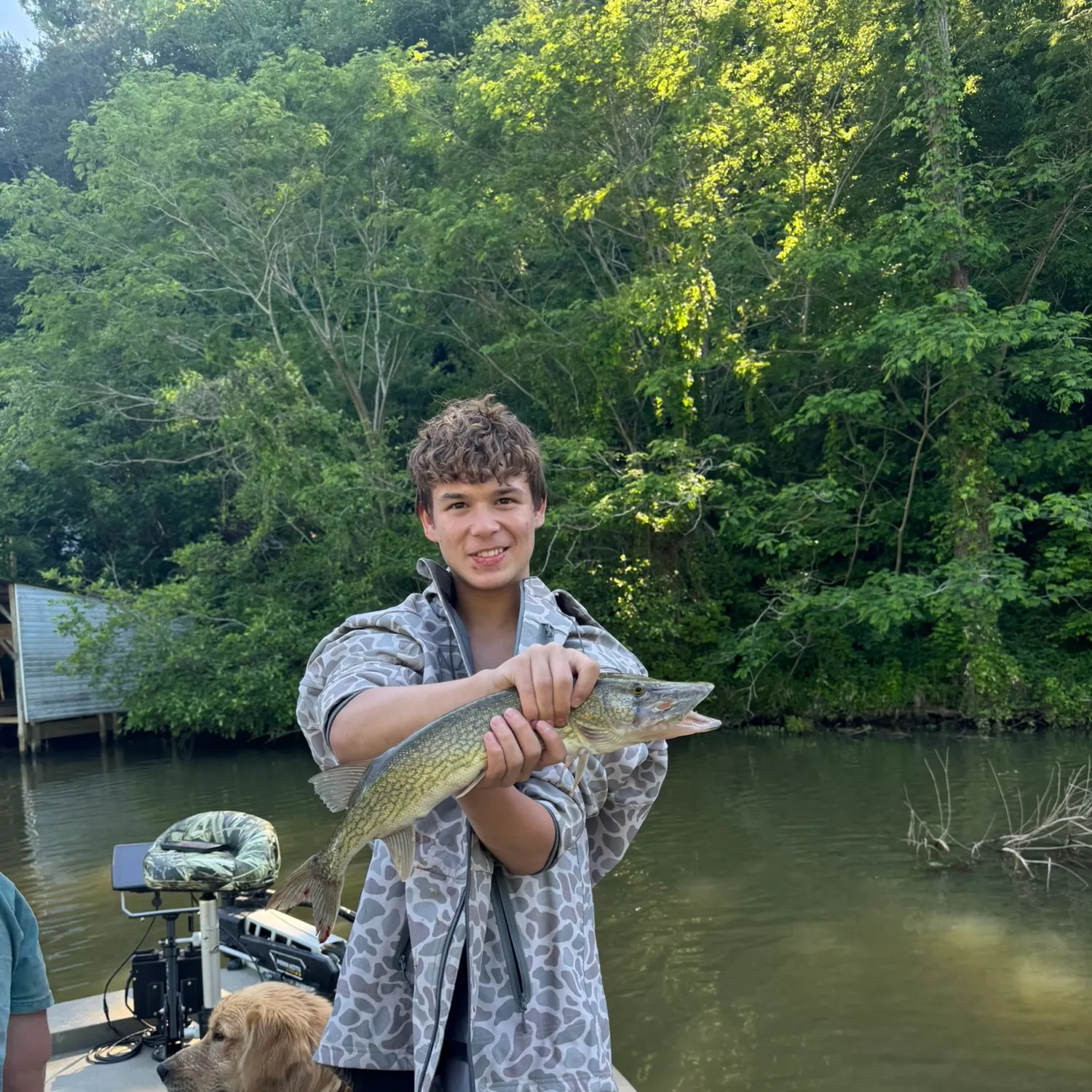 Chain pickerel caught on Fishbrain