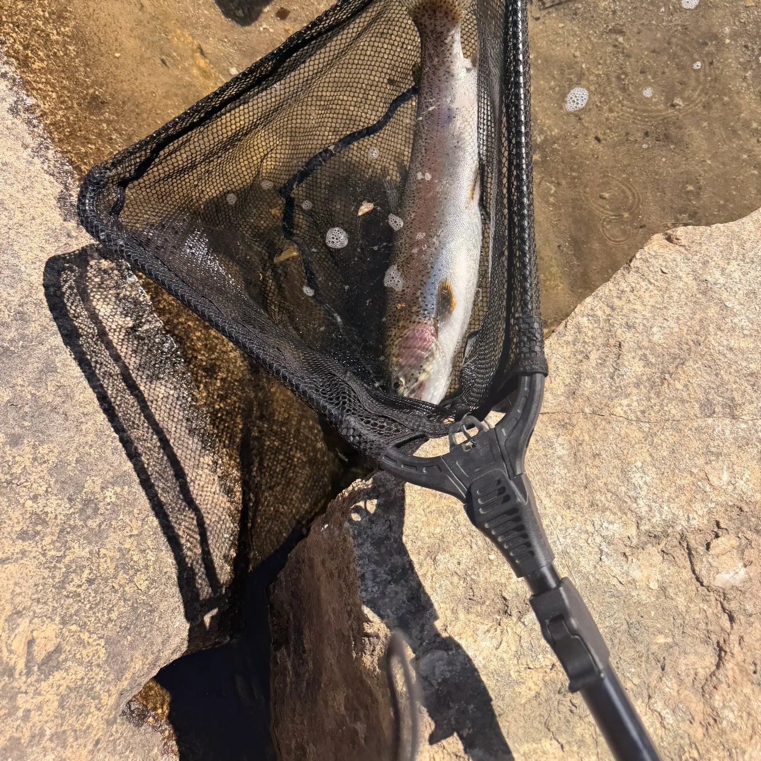 Rainbow trout caught on Fishbrain