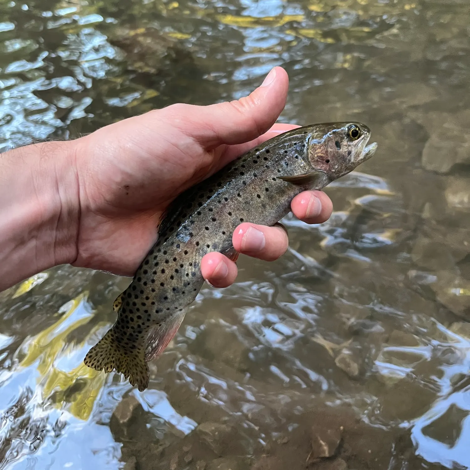 Bonneville cutthroat trout caught on Fishbrain