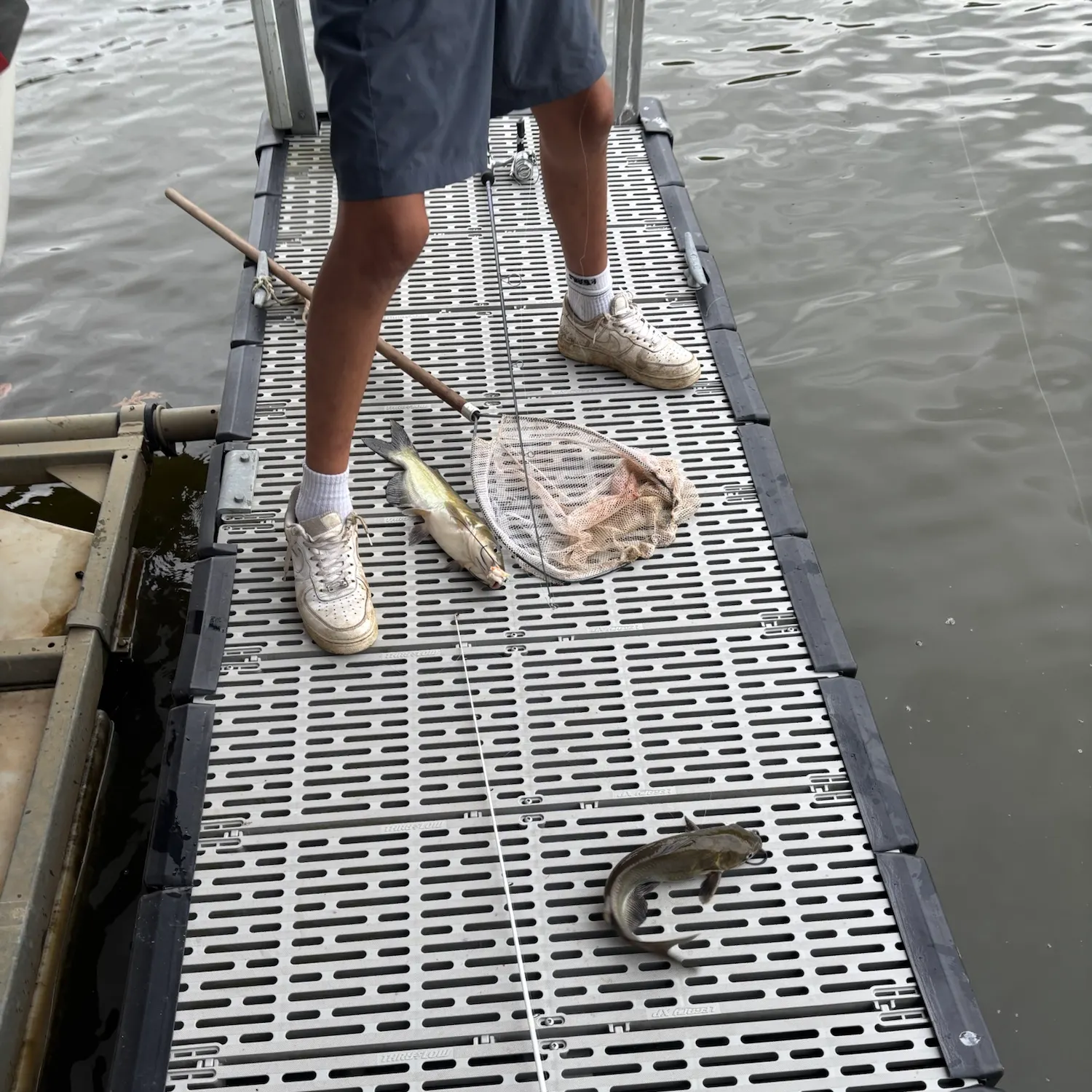 Channel catfish caught on Fishbrain