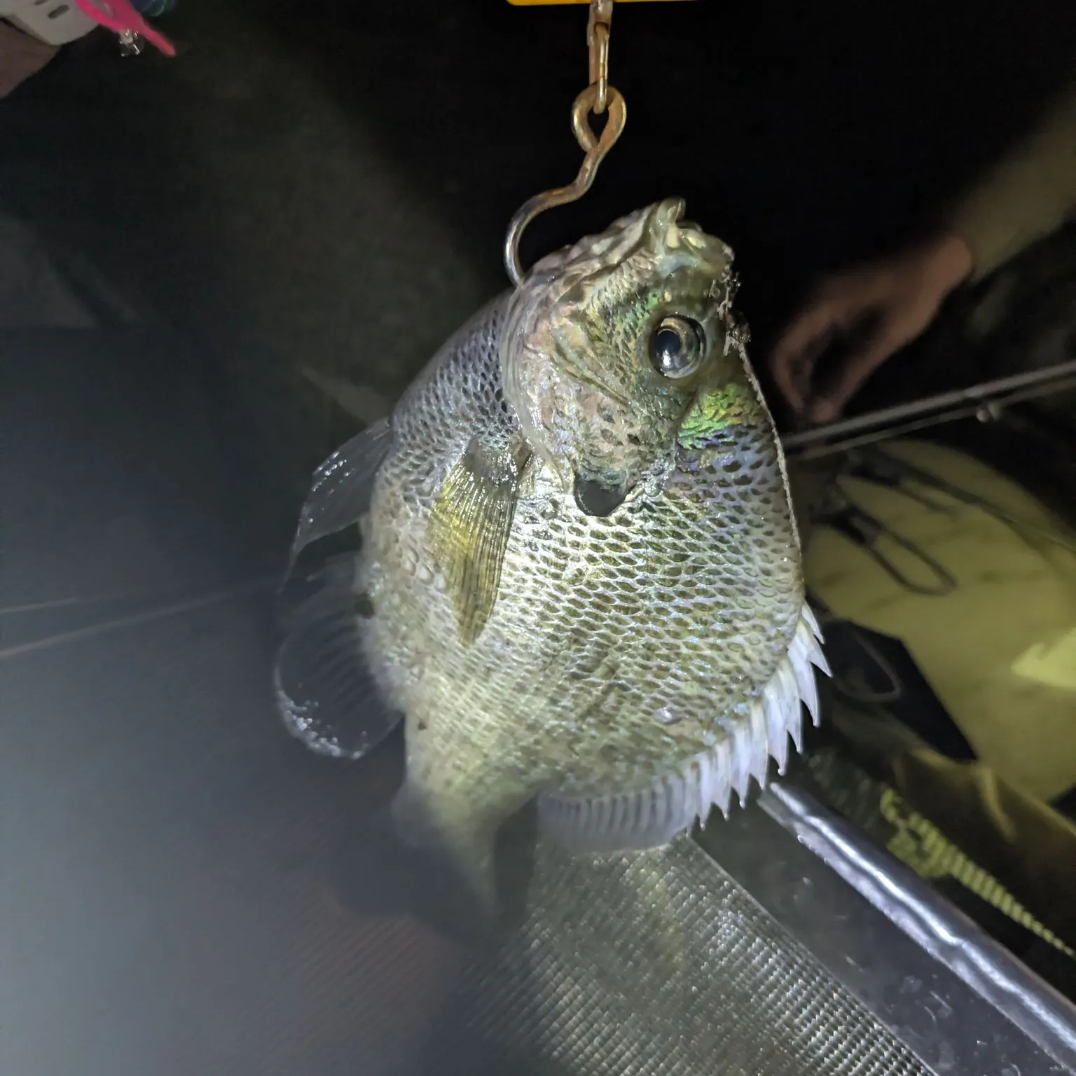 Coppernose bluegill caught on Fishbrain