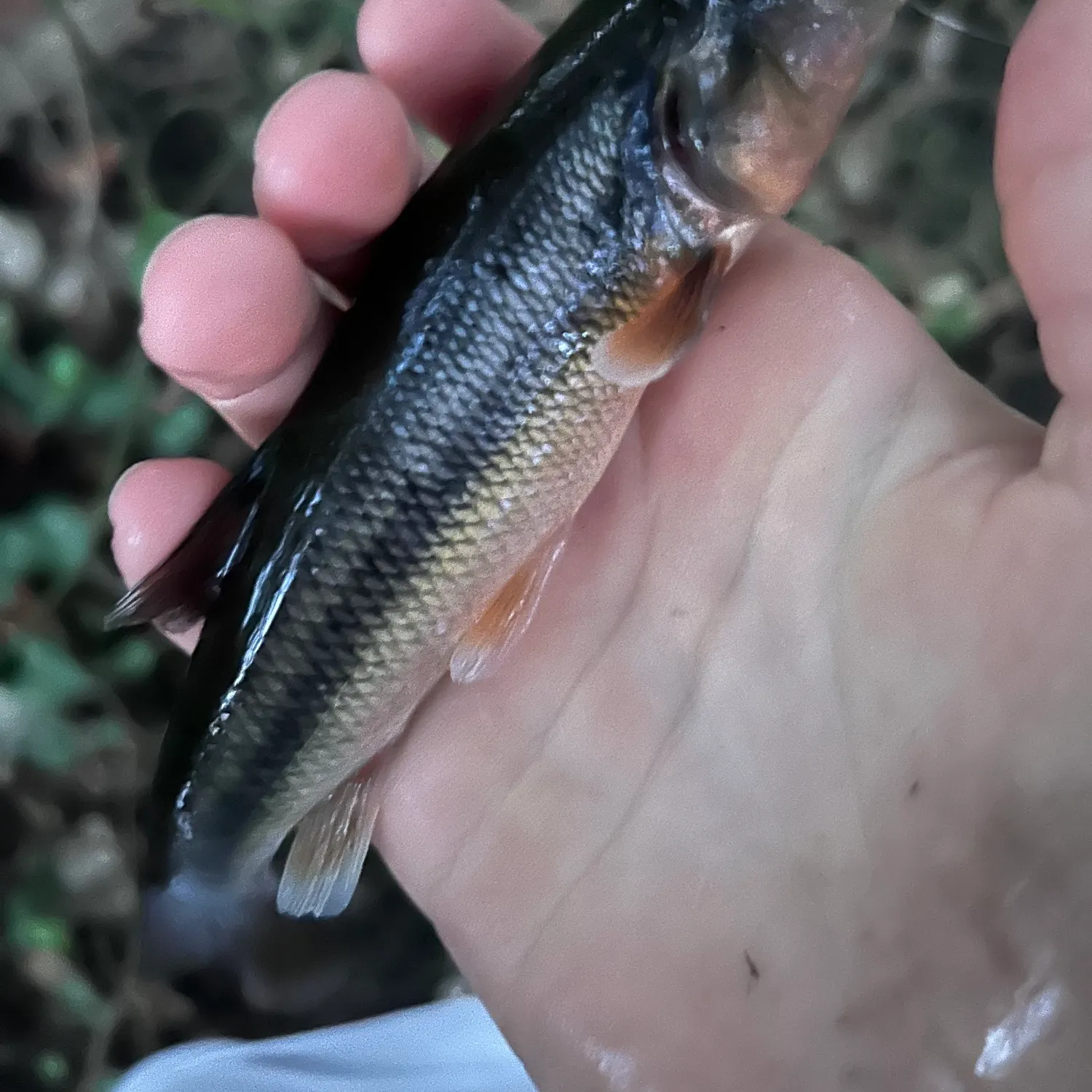 Creek chub caught on Fishbrain