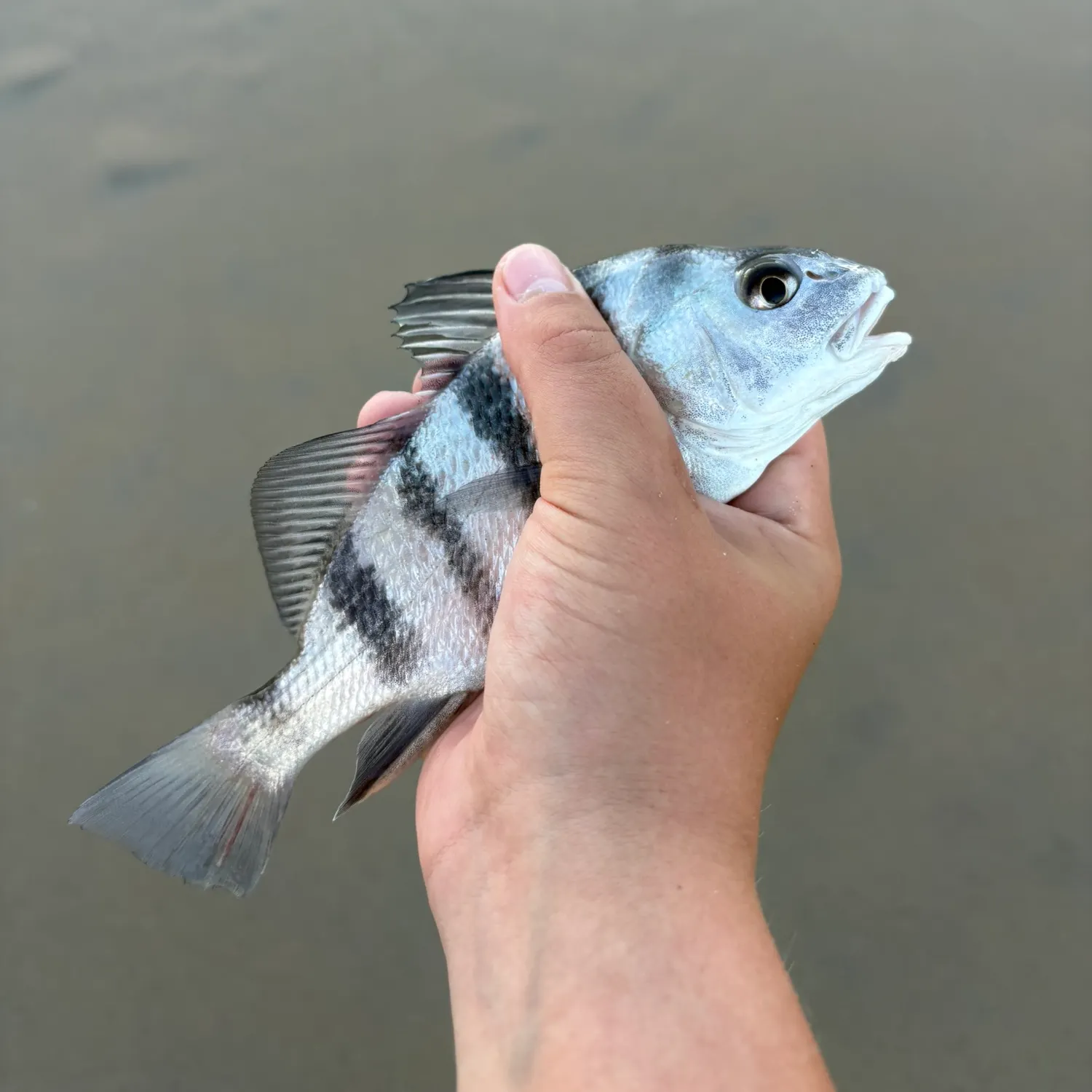 Black drum caught on Fishbrain