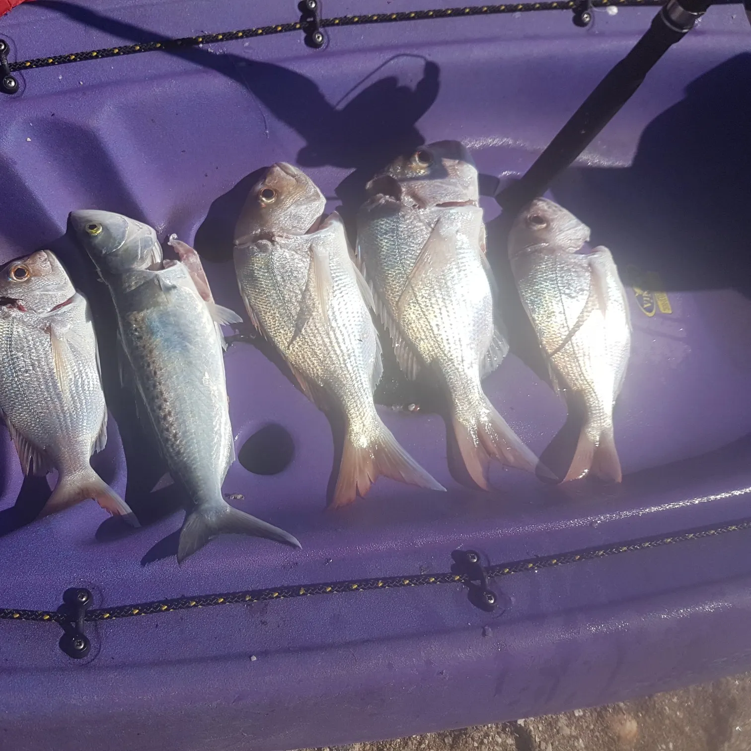 recently logged catches