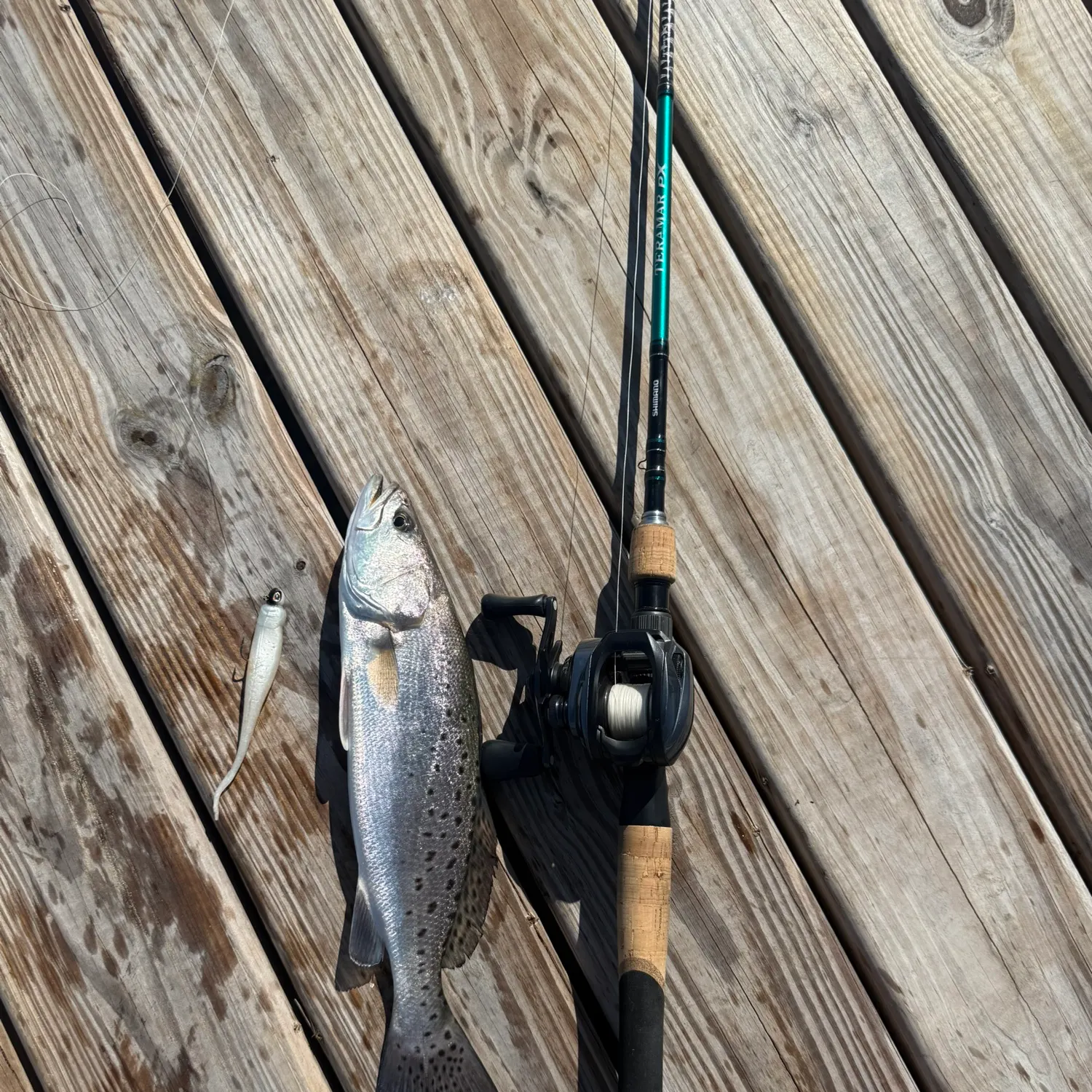 Spotted seatrout caught on Fishbrain