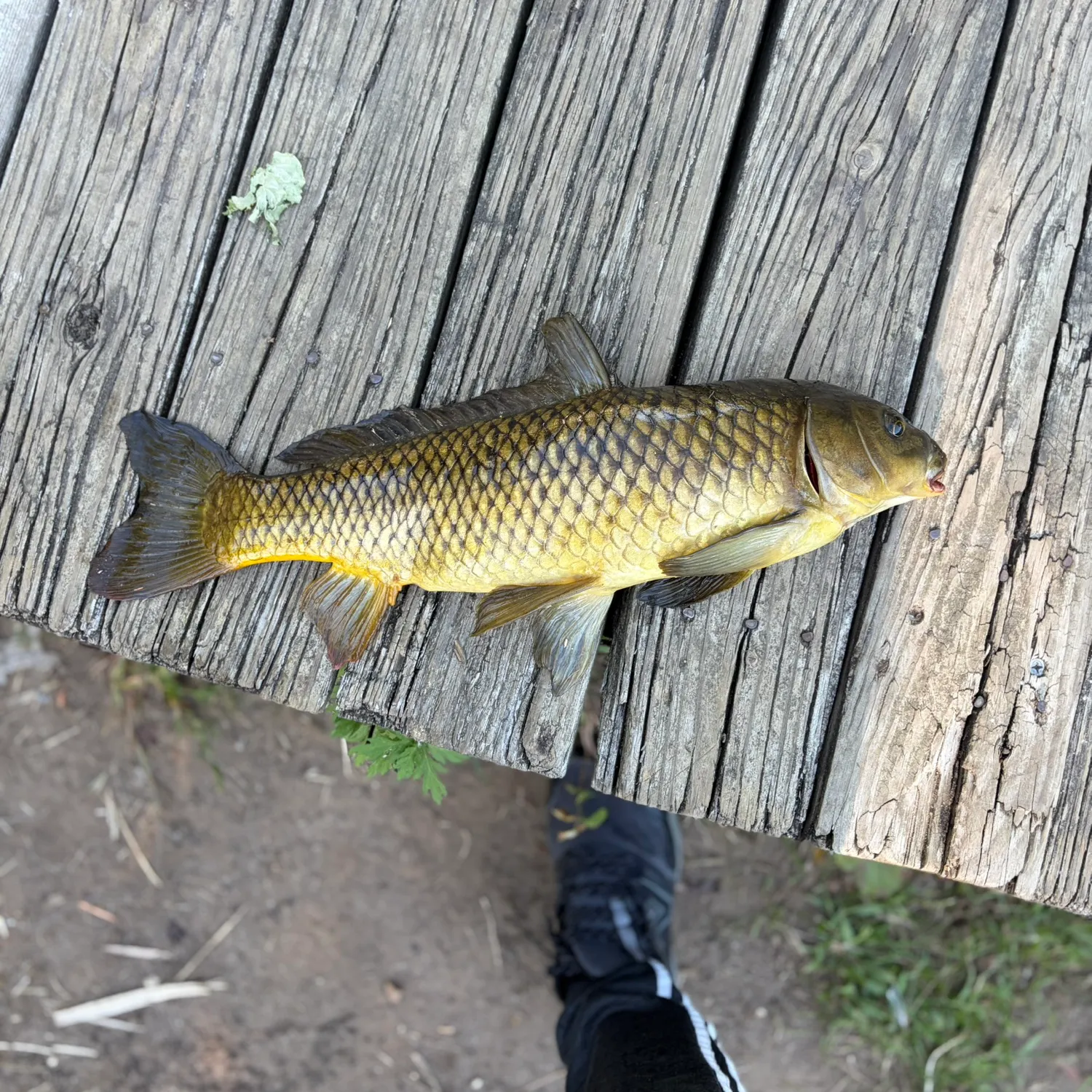 Common carp caught on Fishbrain