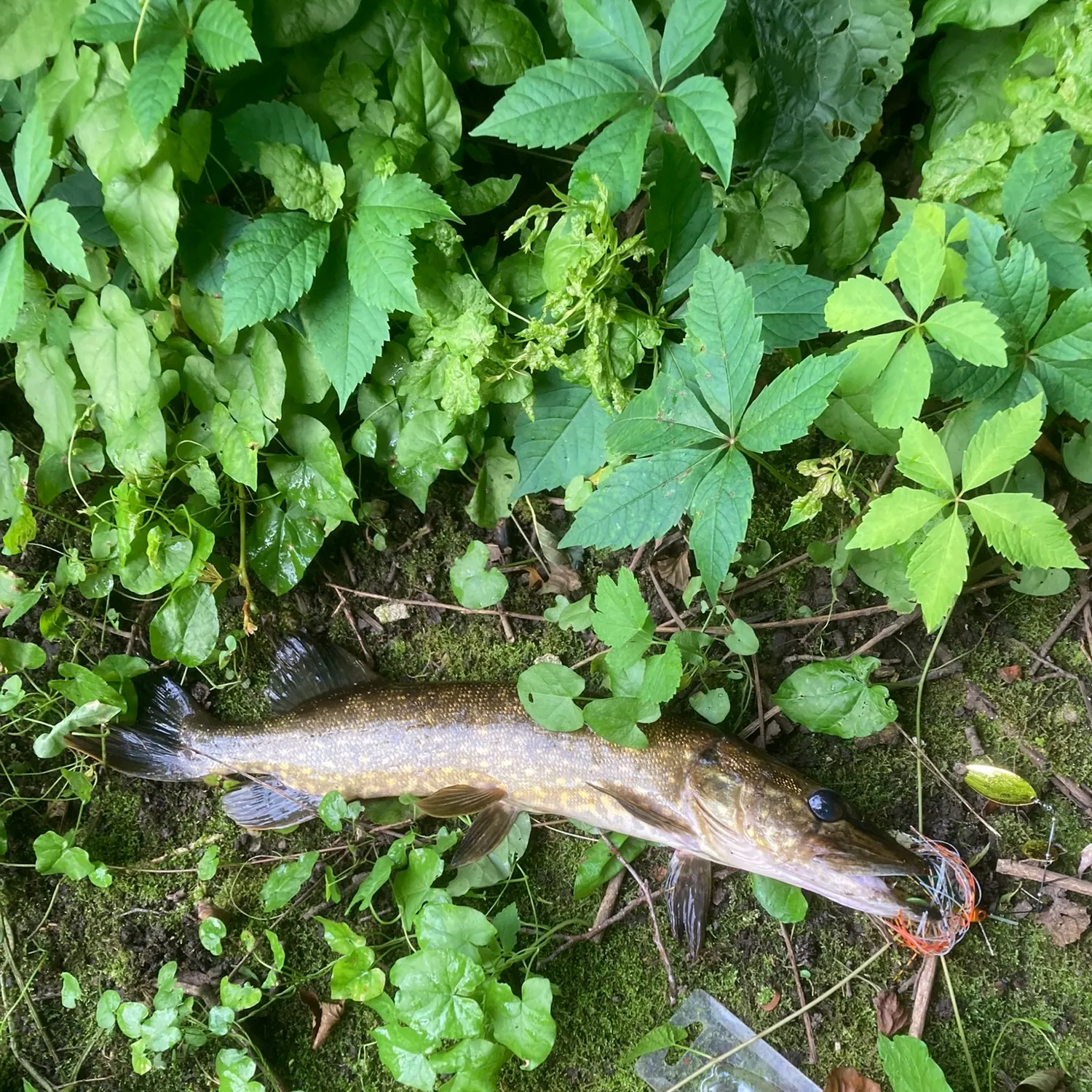 Northern pike caught on Fishbrain