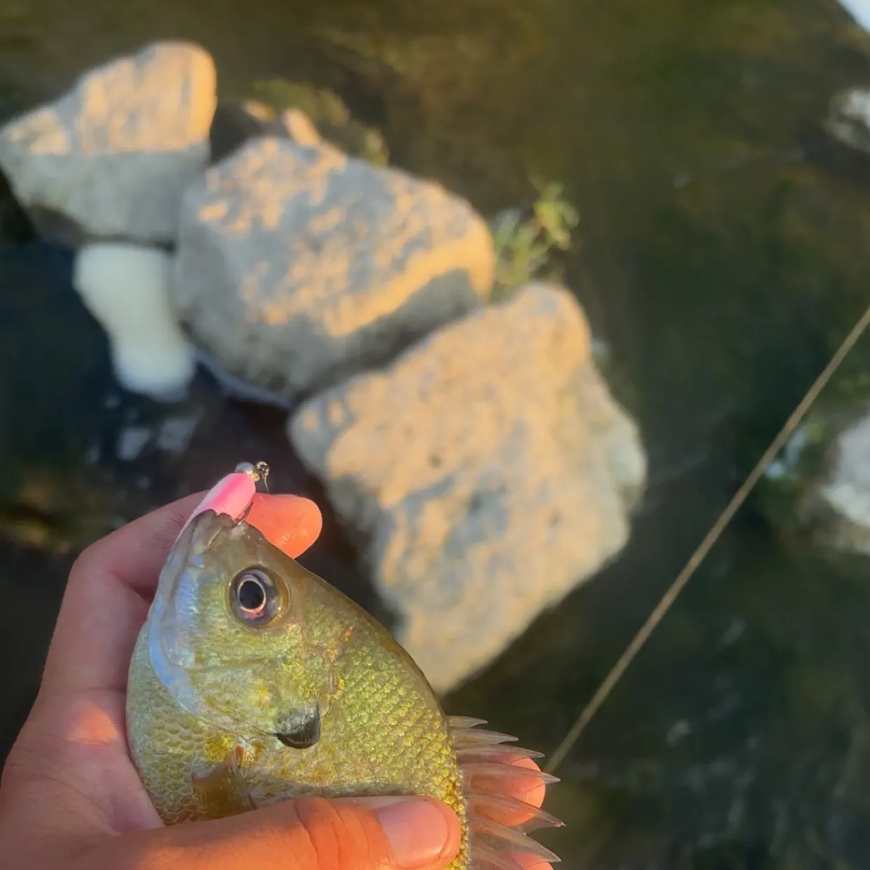 Bluegill caught on Fishbrain