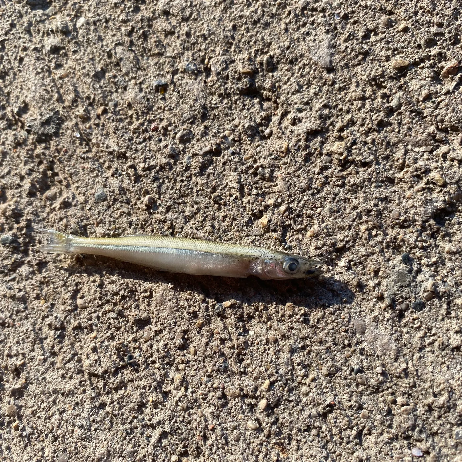 The most recent Shortnose gar catches on Fishbrain