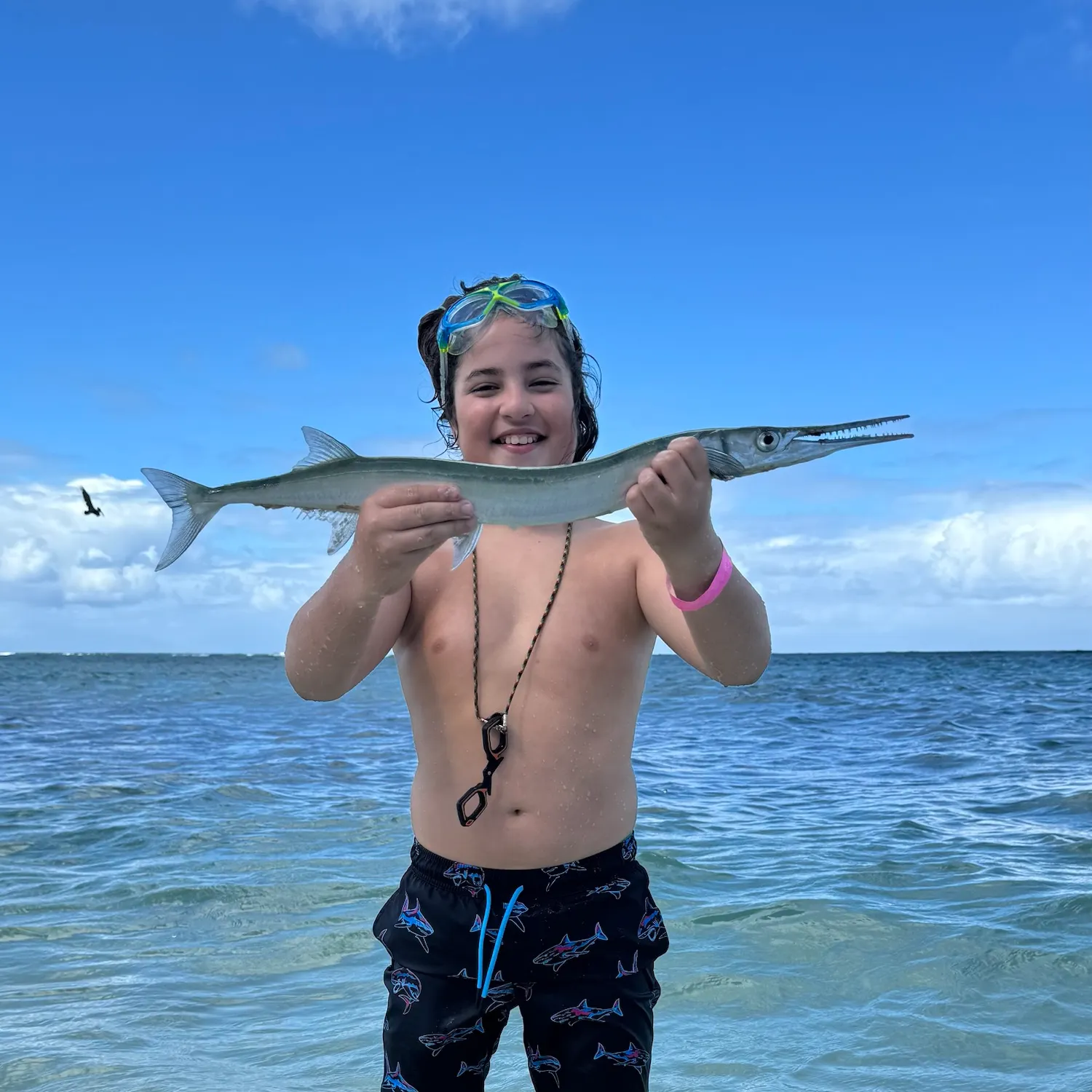 Flat needlefish caught on Fishbrain