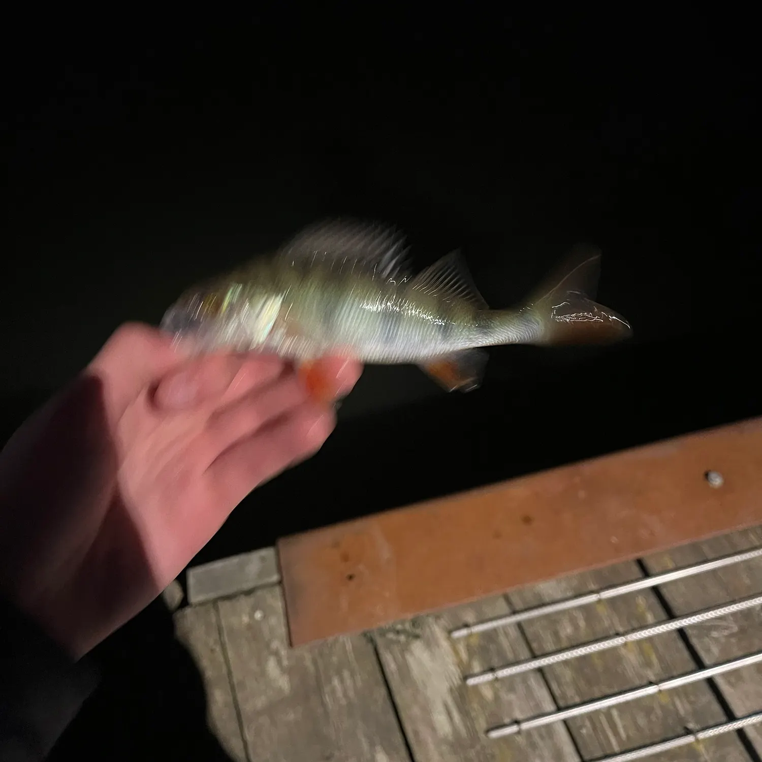 European perch caught on Fishbrain