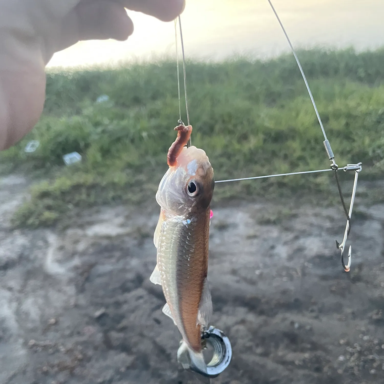 Common shiner caught on Fishbrain
