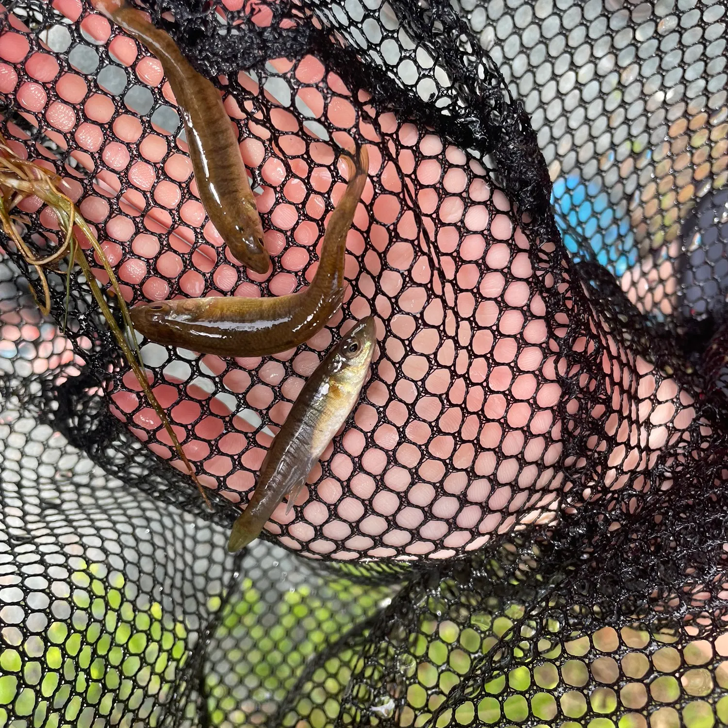 The most recent Banded killifish catches on Fishbrain