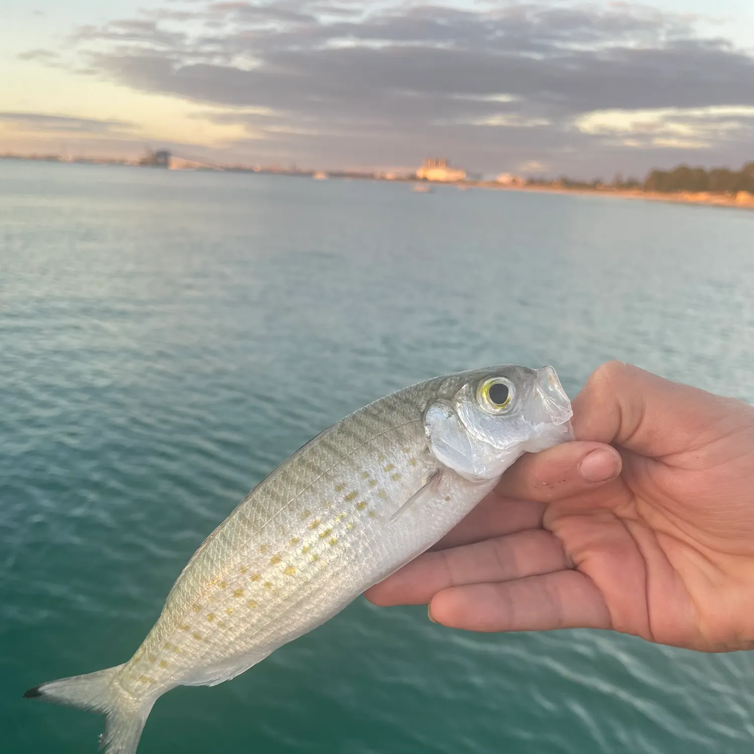 most liked catch image
