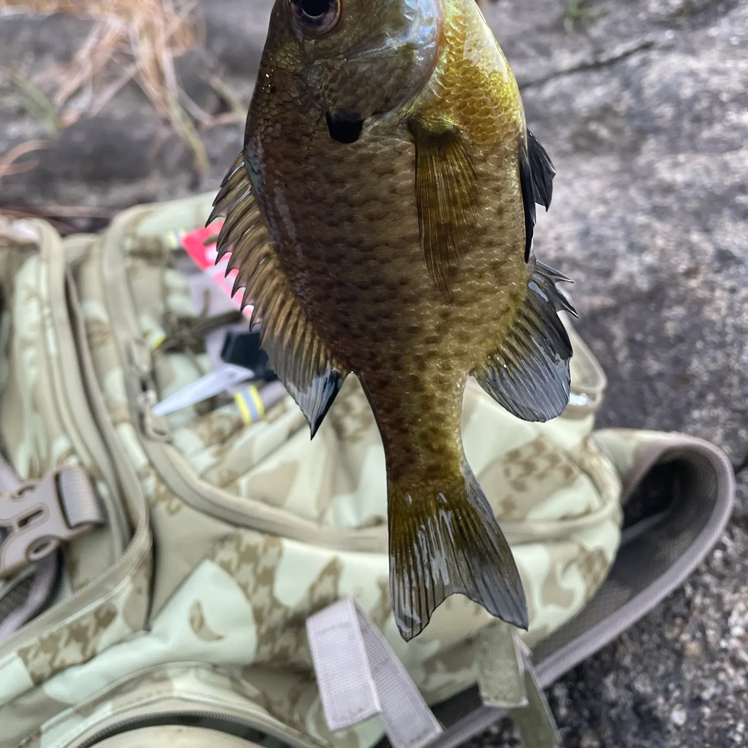 Bluegill caught on Fishbrain