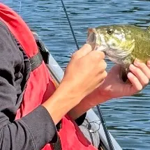 Smallmouth bass caught on Fishbrain