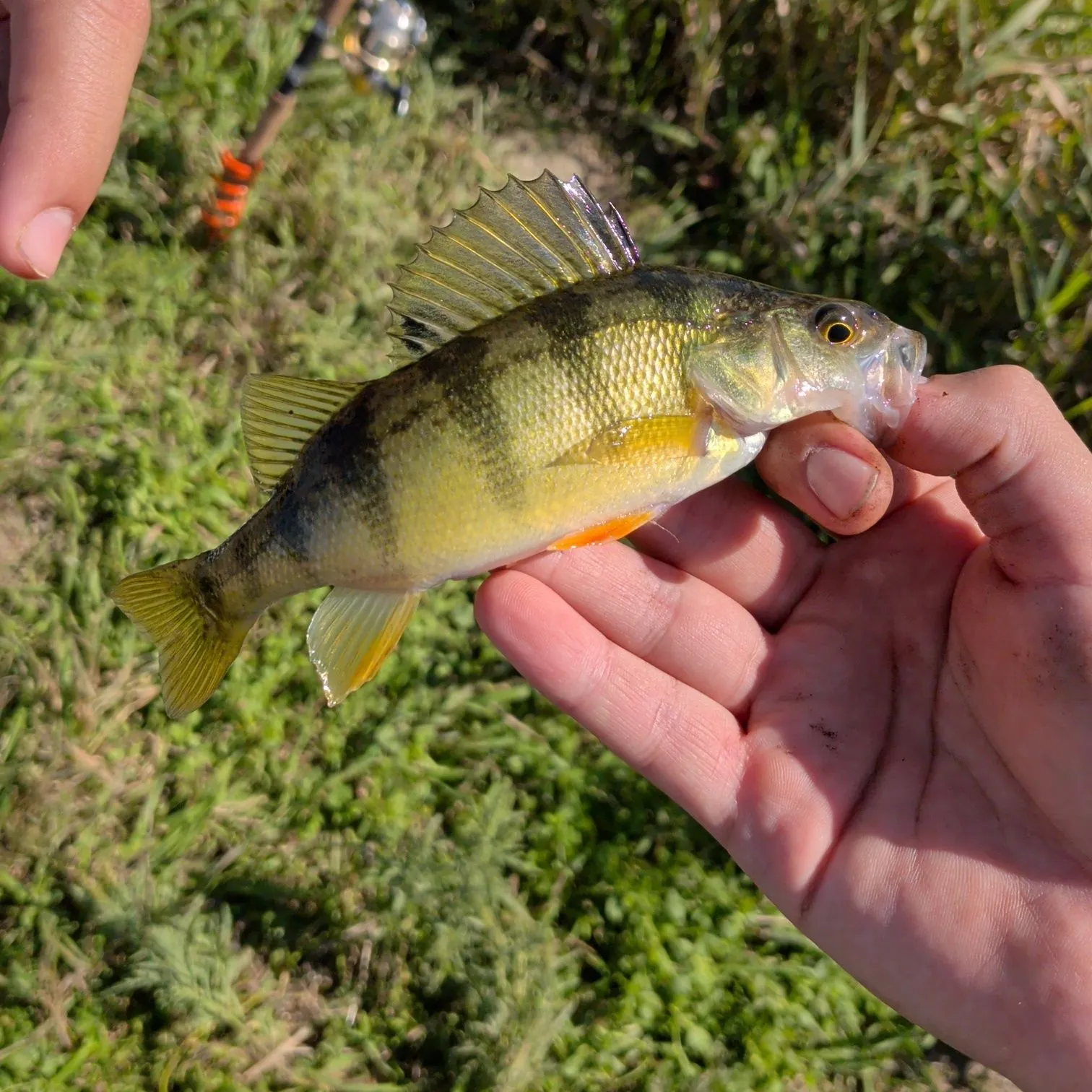 Yellow perch caught on Fishbrain