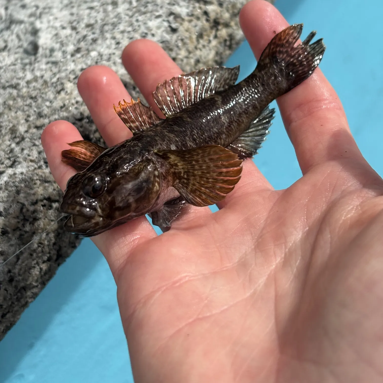 The most recent Rock goby catches on Fishbrain