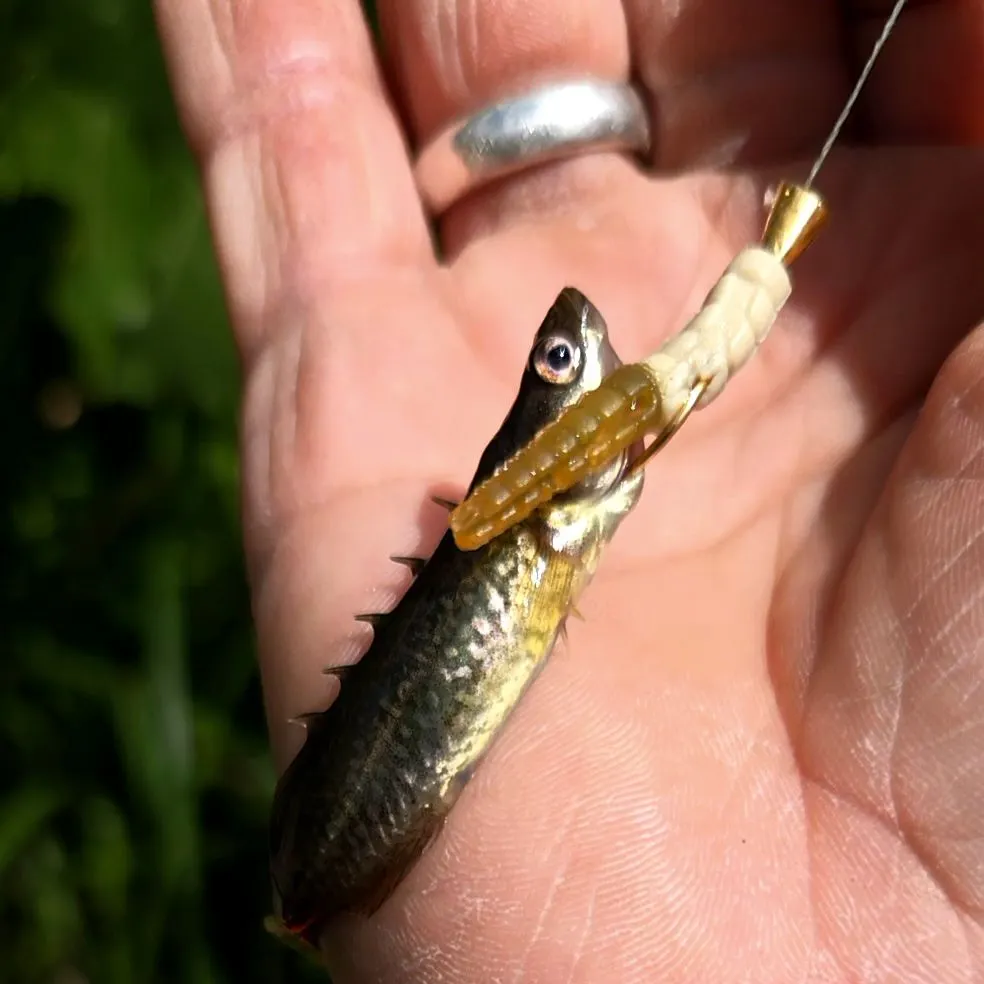 The most recent Brook stickleback catches on Fishbrain