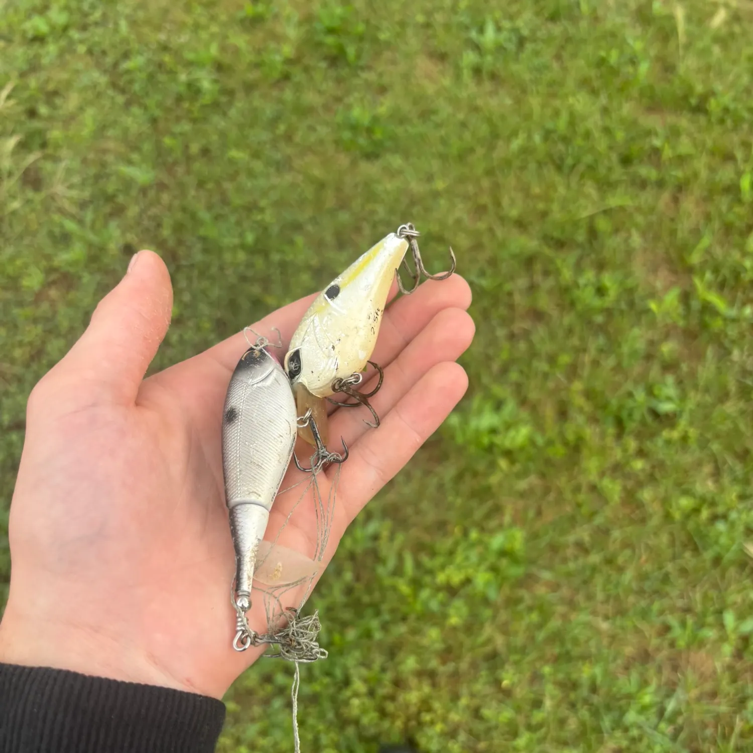 Fish caught on Fishbrain