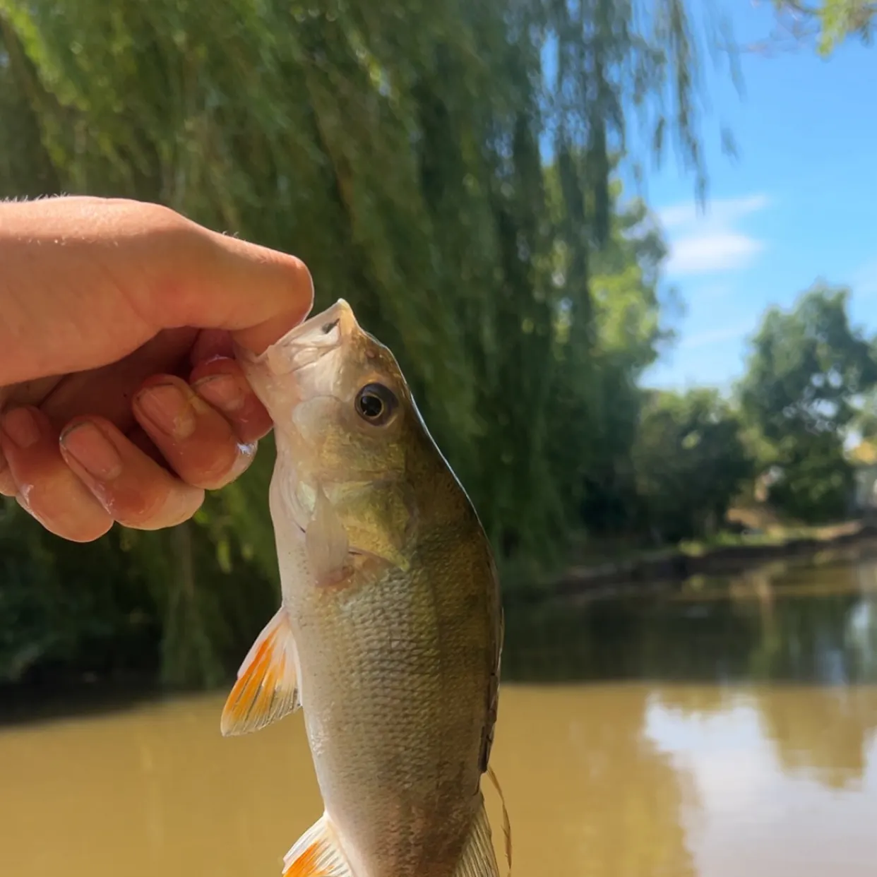 European perch caught on Fishbrain