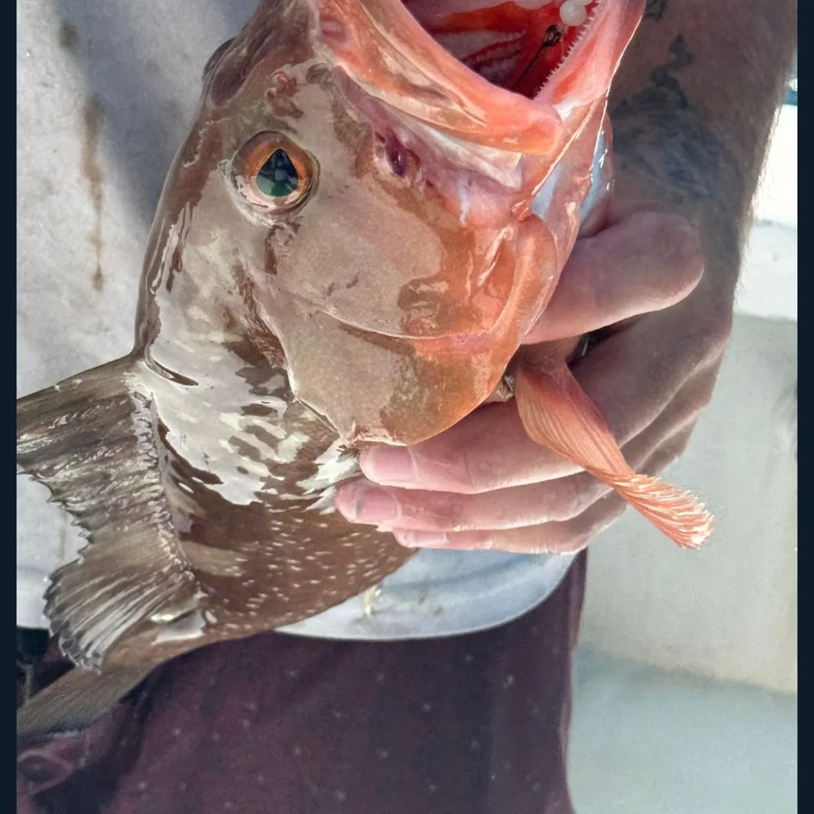 The most recent Red grouper catches on Fishbrain