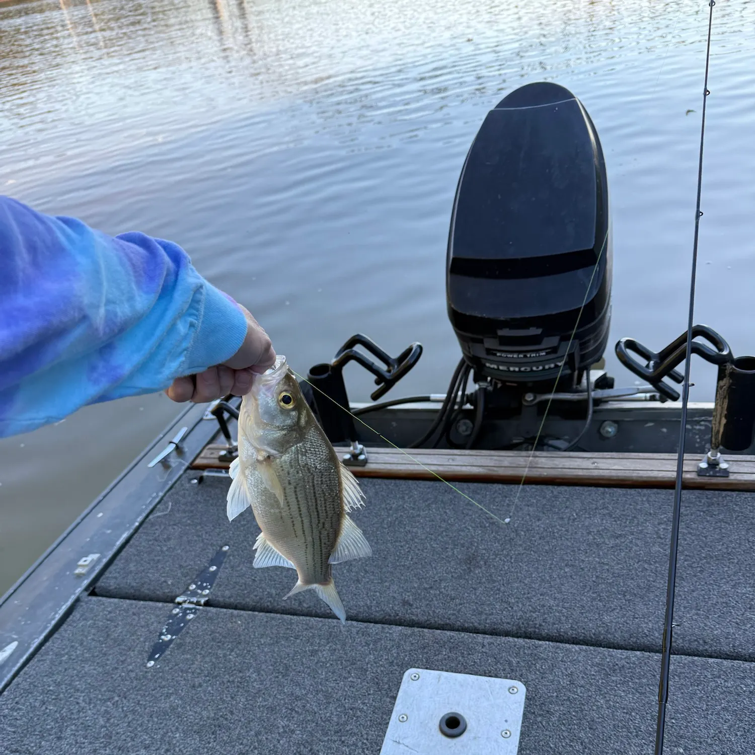 White bass caught on Fishbrain