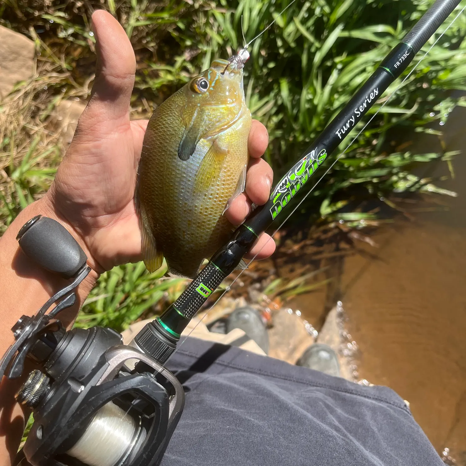 Bluegill caught on Fishbrain