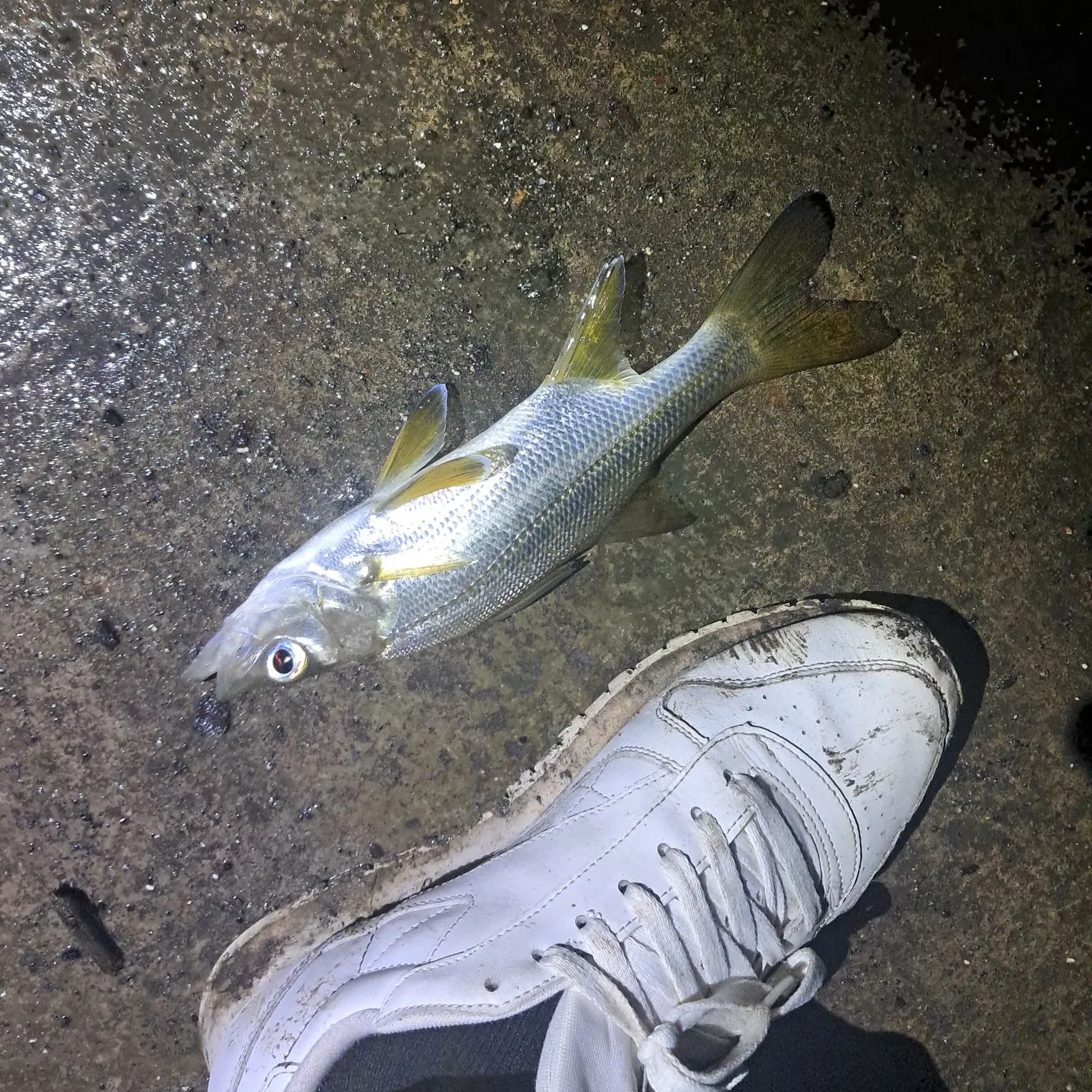 The most recent Tarpon Snook catches on Fishbrain