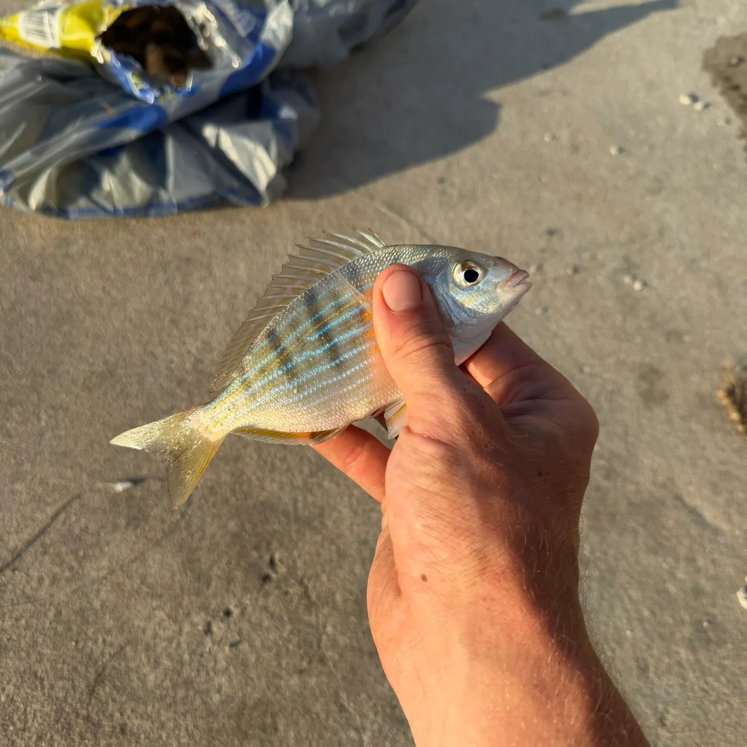 The most recent Pinfish catches on Fishbrain
