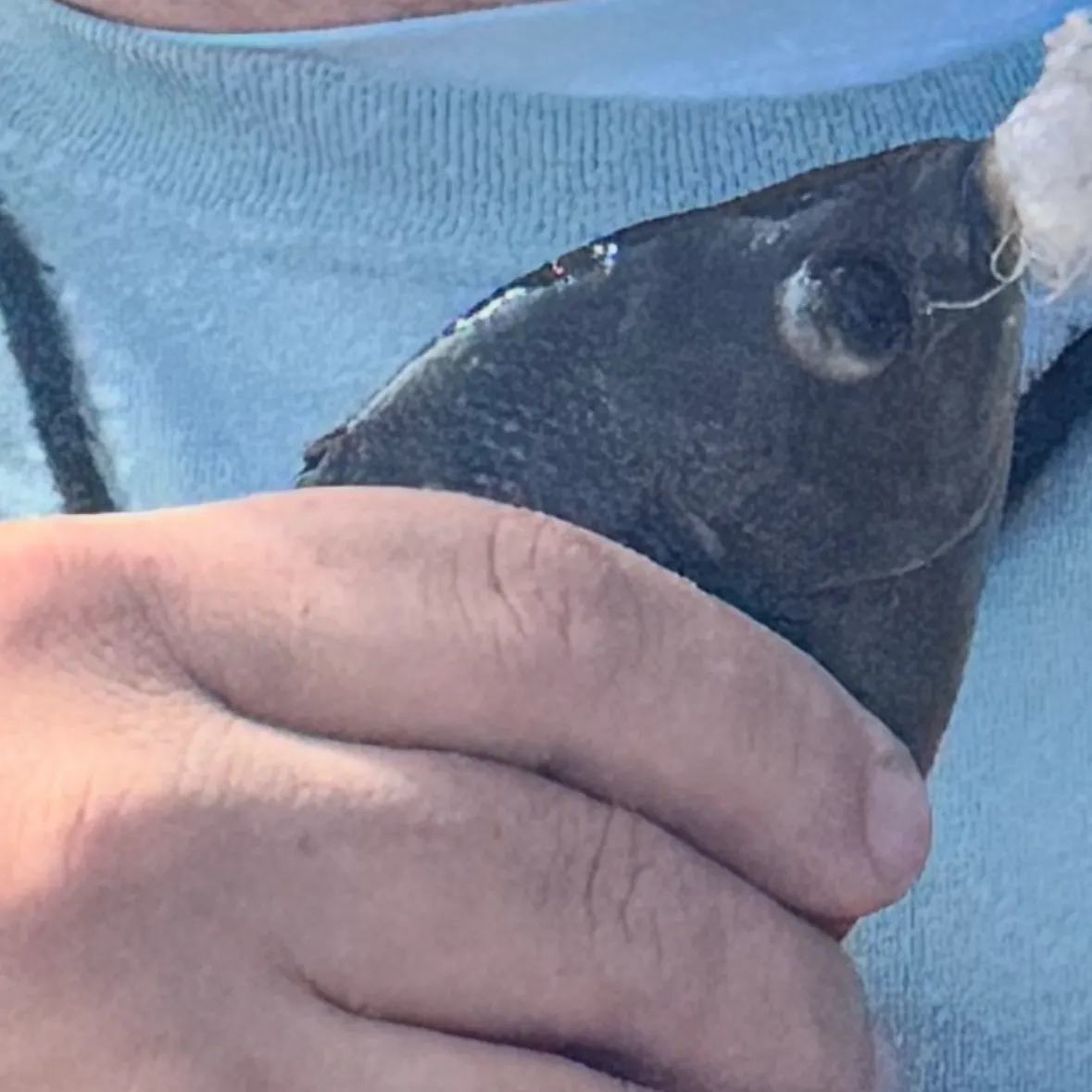 Black perch caught on Fishbrain