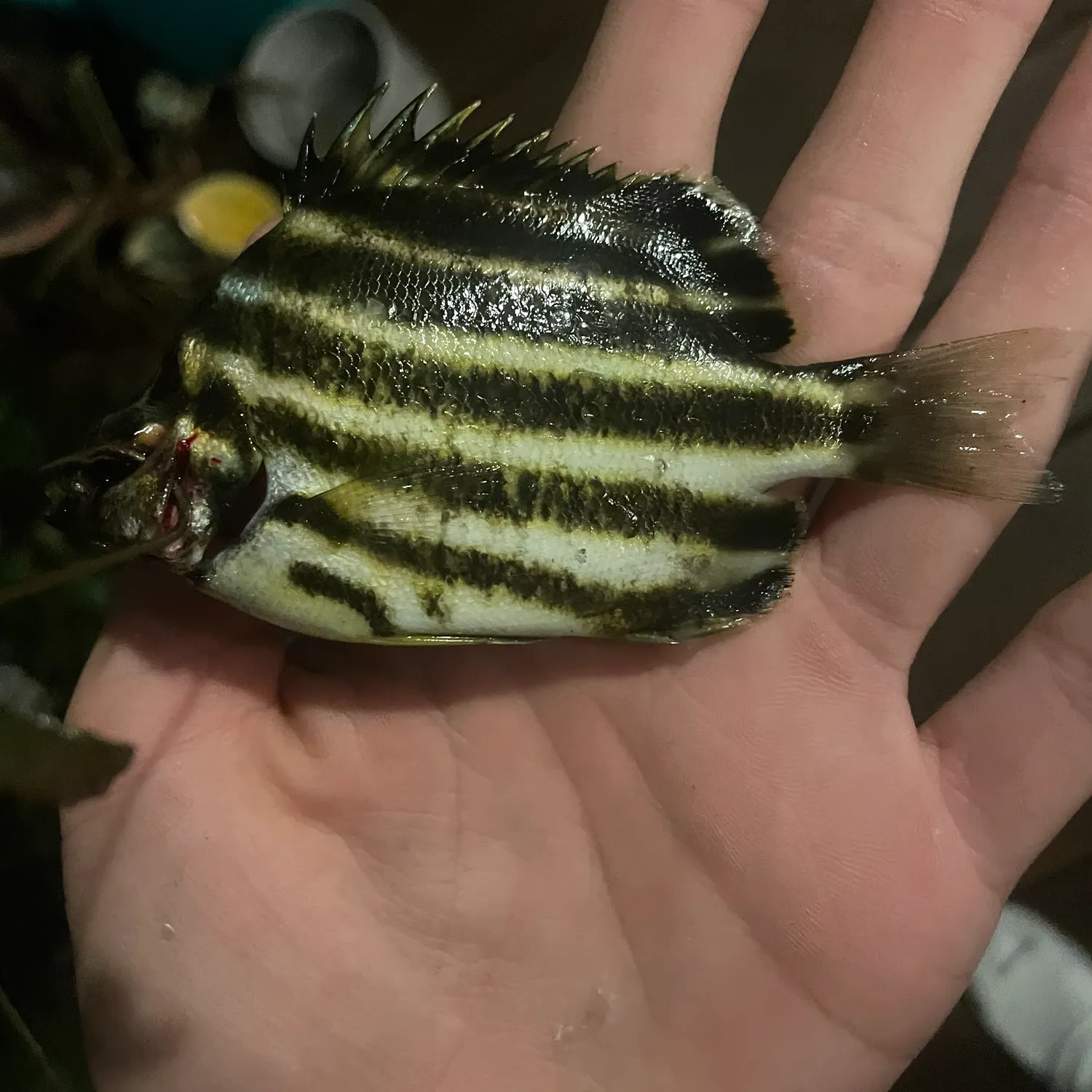 The most recent Stripey catches on Fishbrain