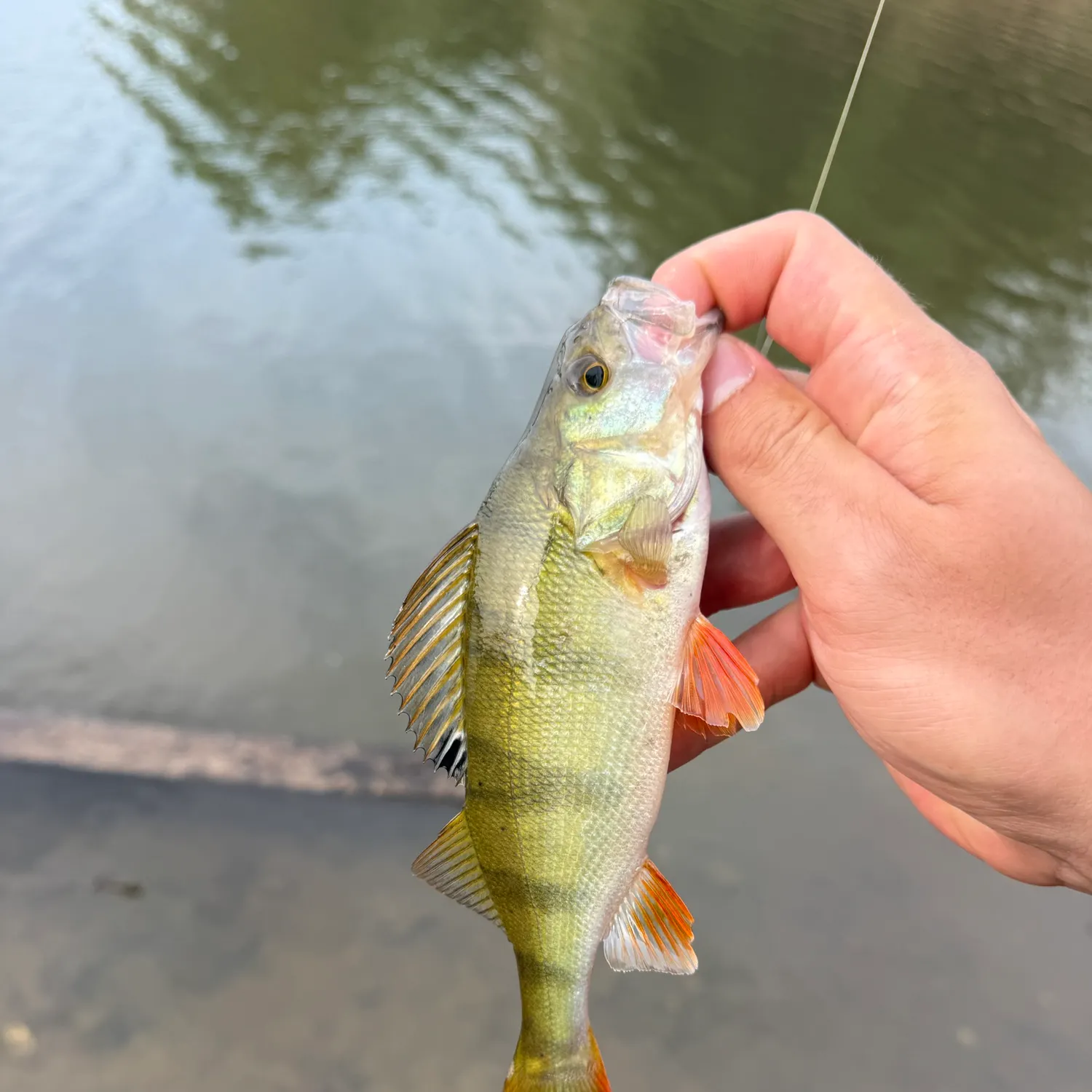 European perch caught on Fishbrain