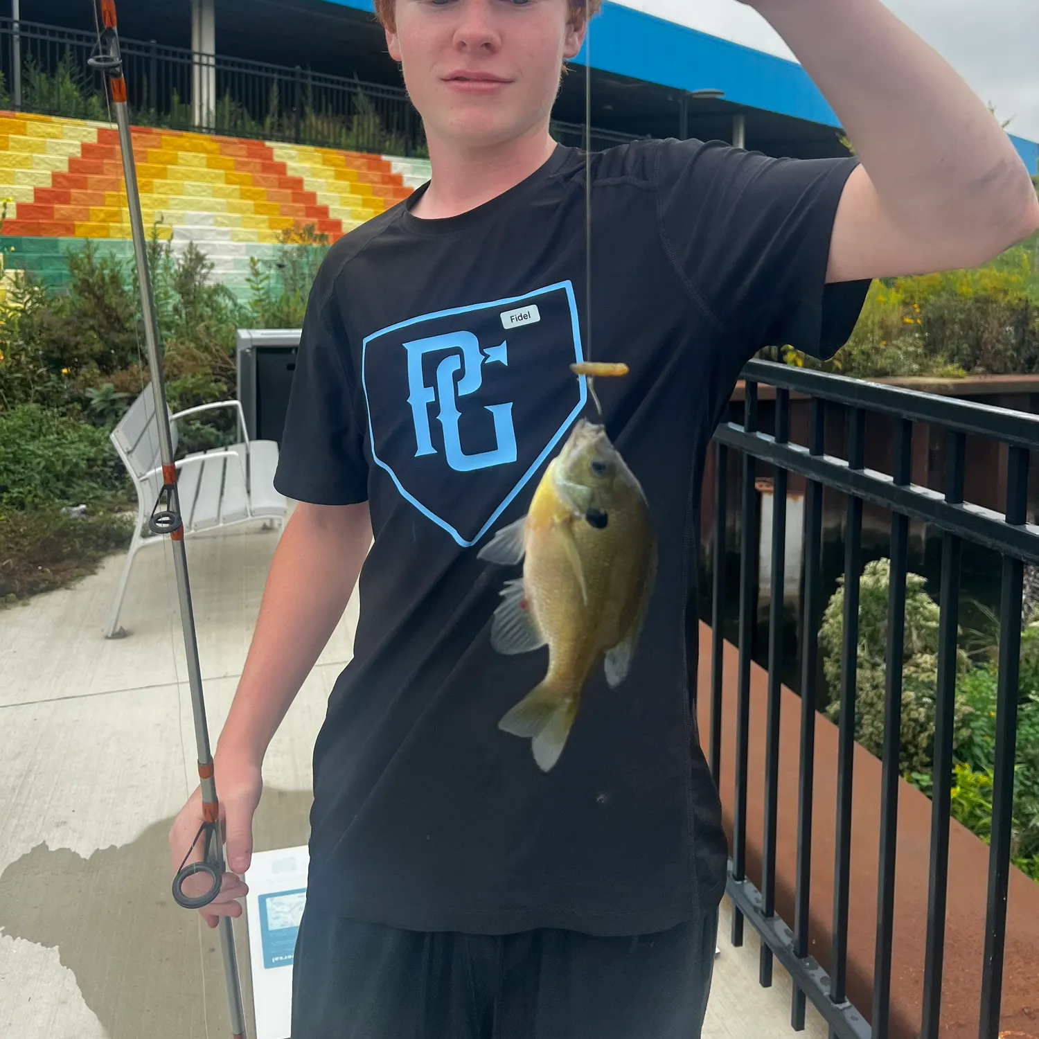 Bluegill caught on Fishbrain