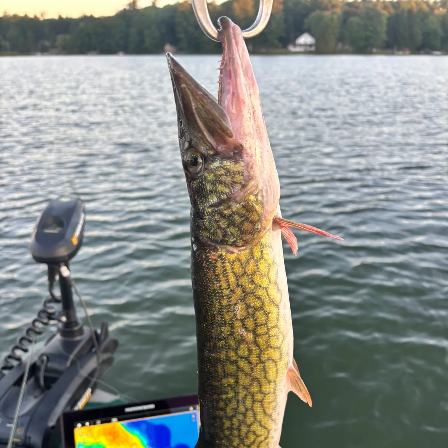 Chain pickerel caught on Fishbrain