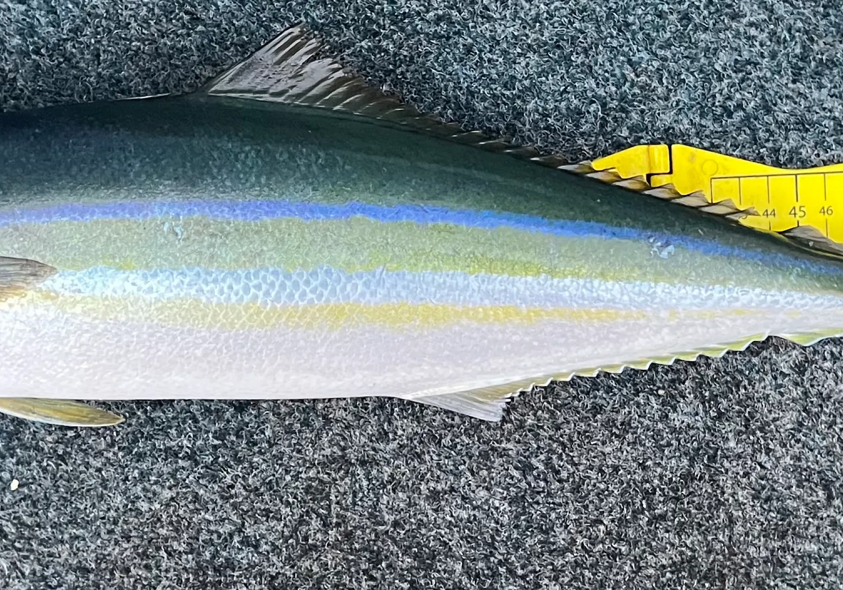 Rainbow runner