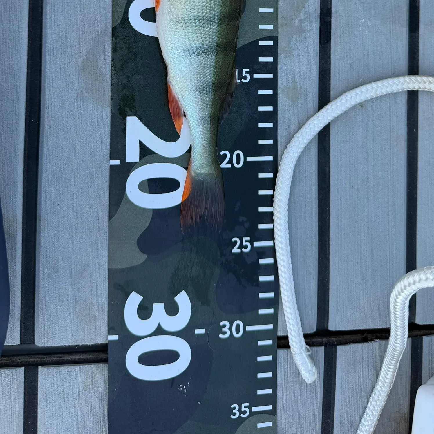 European perch caught on Fishbrain