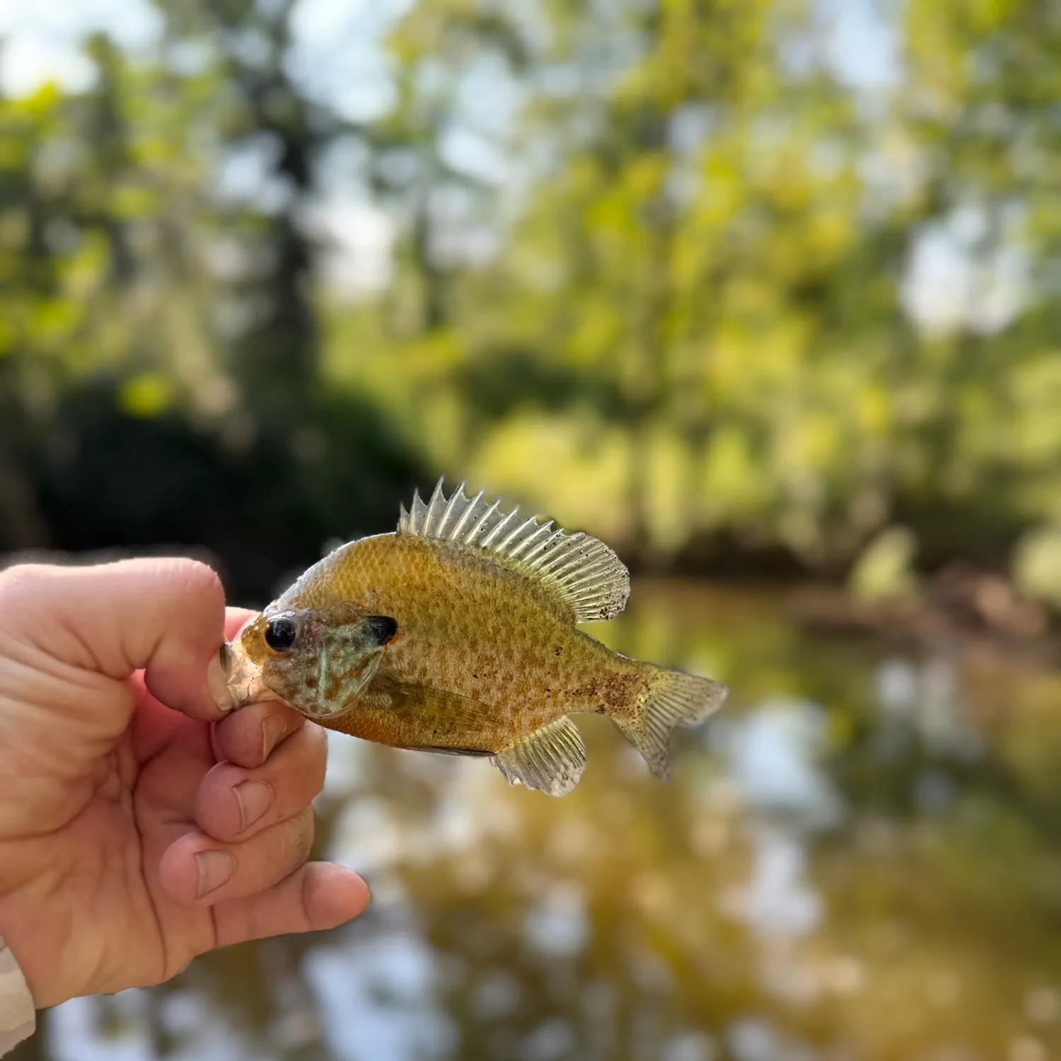 Greengill hybrid caught on Fishbrain