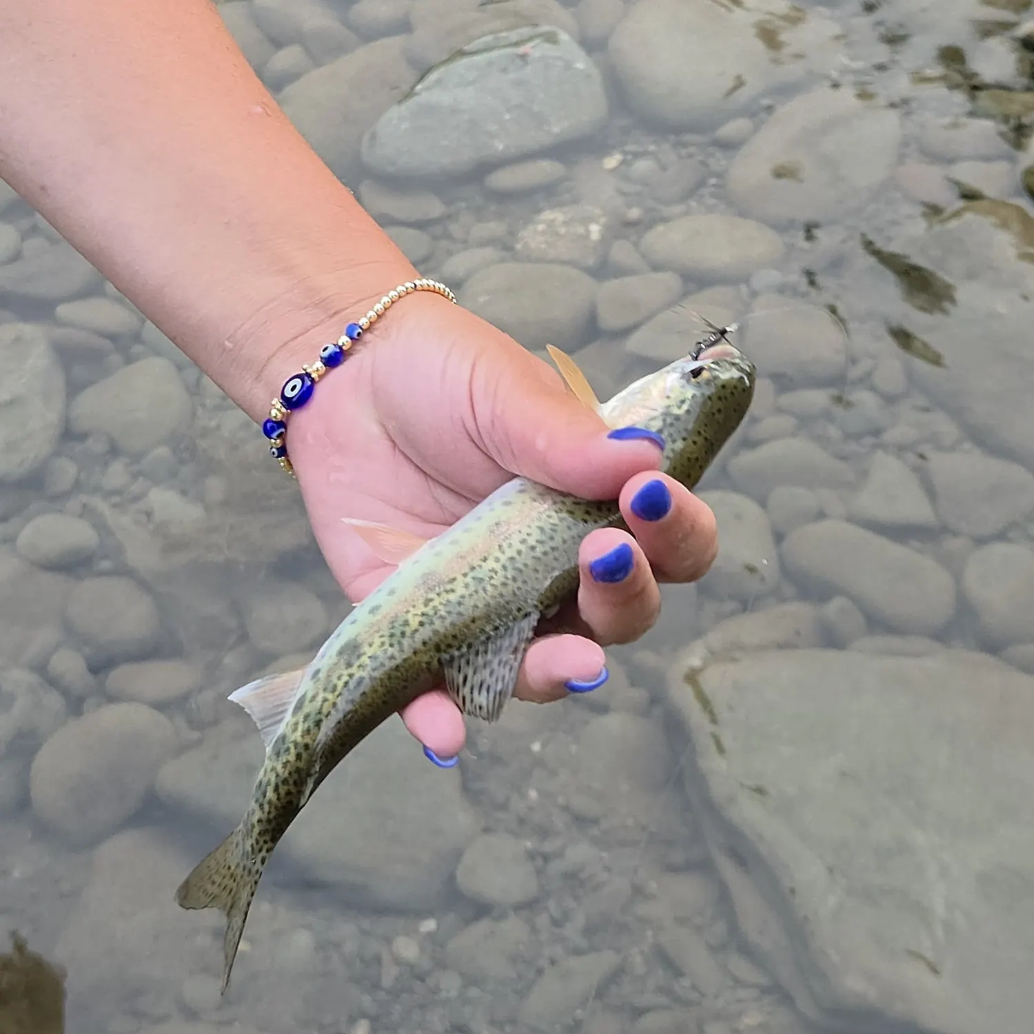 Rainbow trout caught on Fishbrain