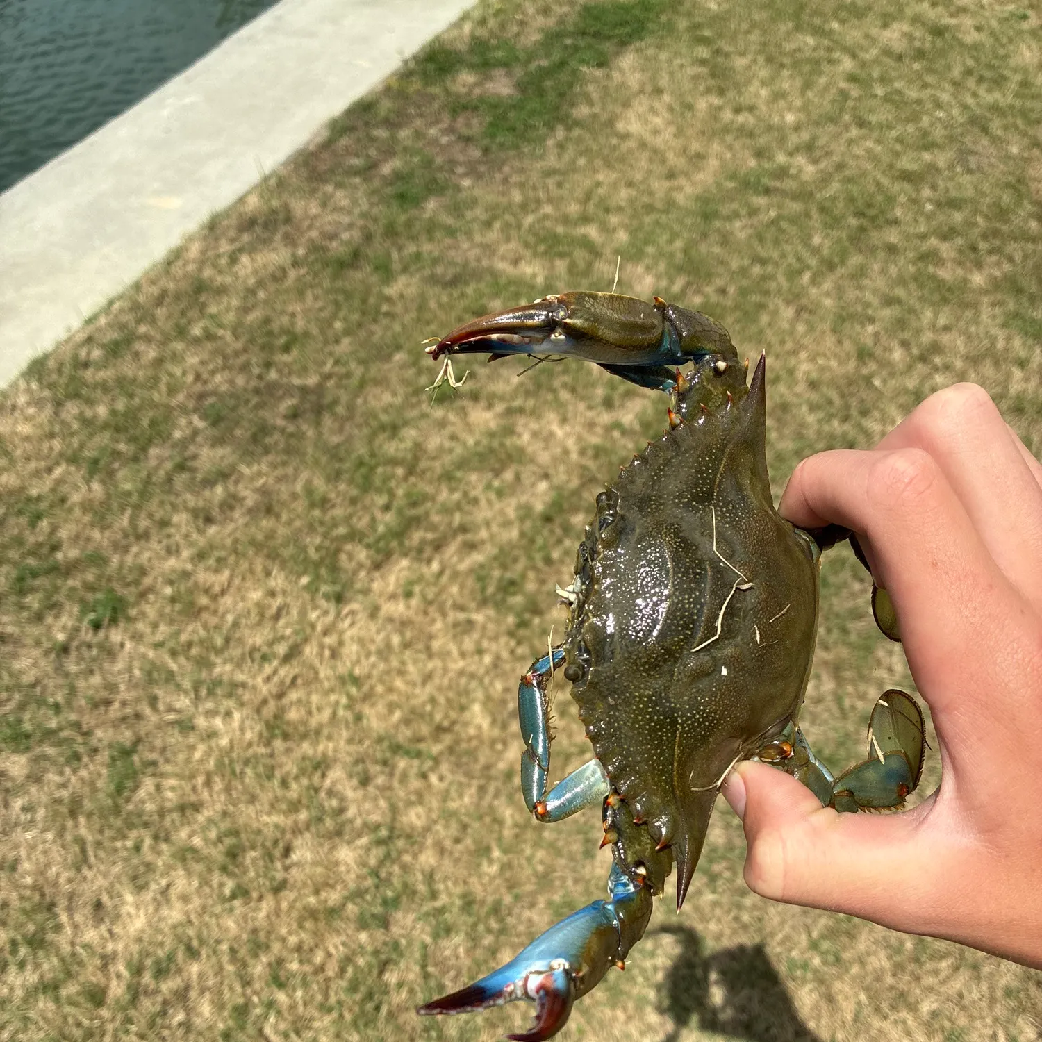 The most recent Blue crab catches on Fishbrain