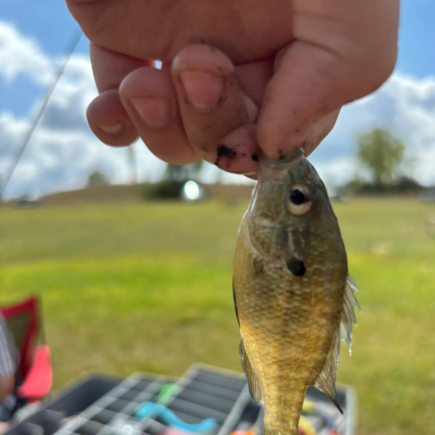 Fish caught on Fishbrain