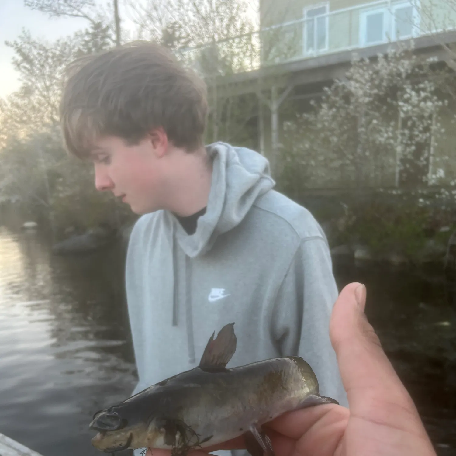 The most recent Brown bullhead catches on Fishbrain