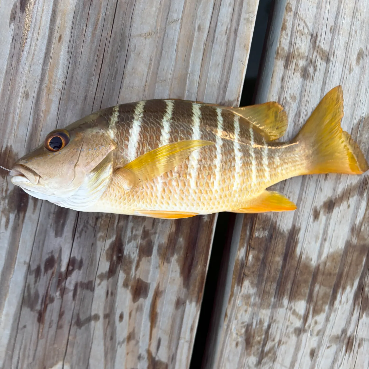 The most recent Silver grunt catches on Fishbrain