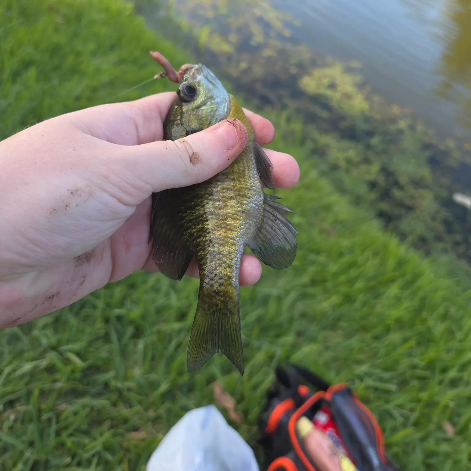 Bluegill caught on Fishbrain