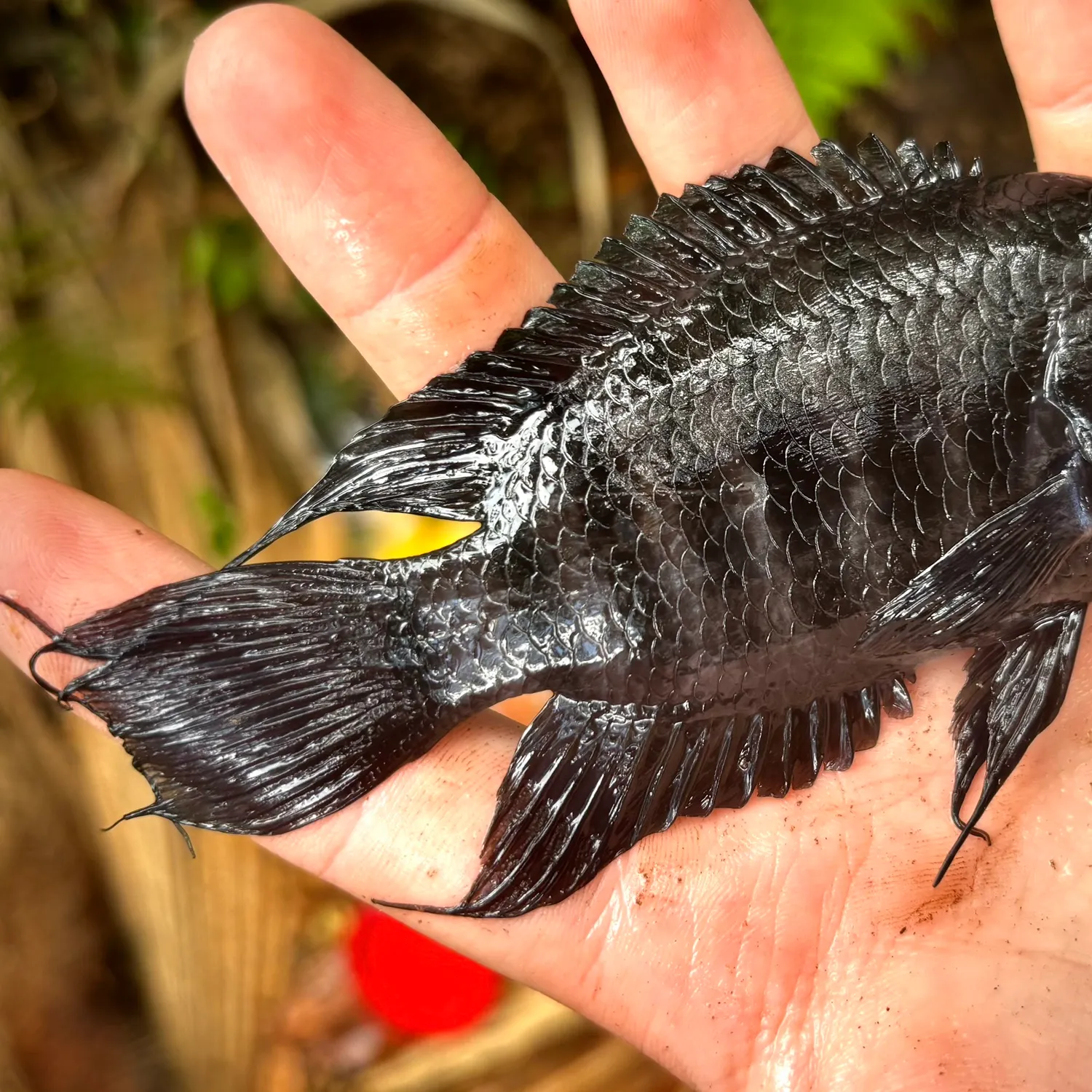 The most recent Convict cichlid catches on Fishbrain