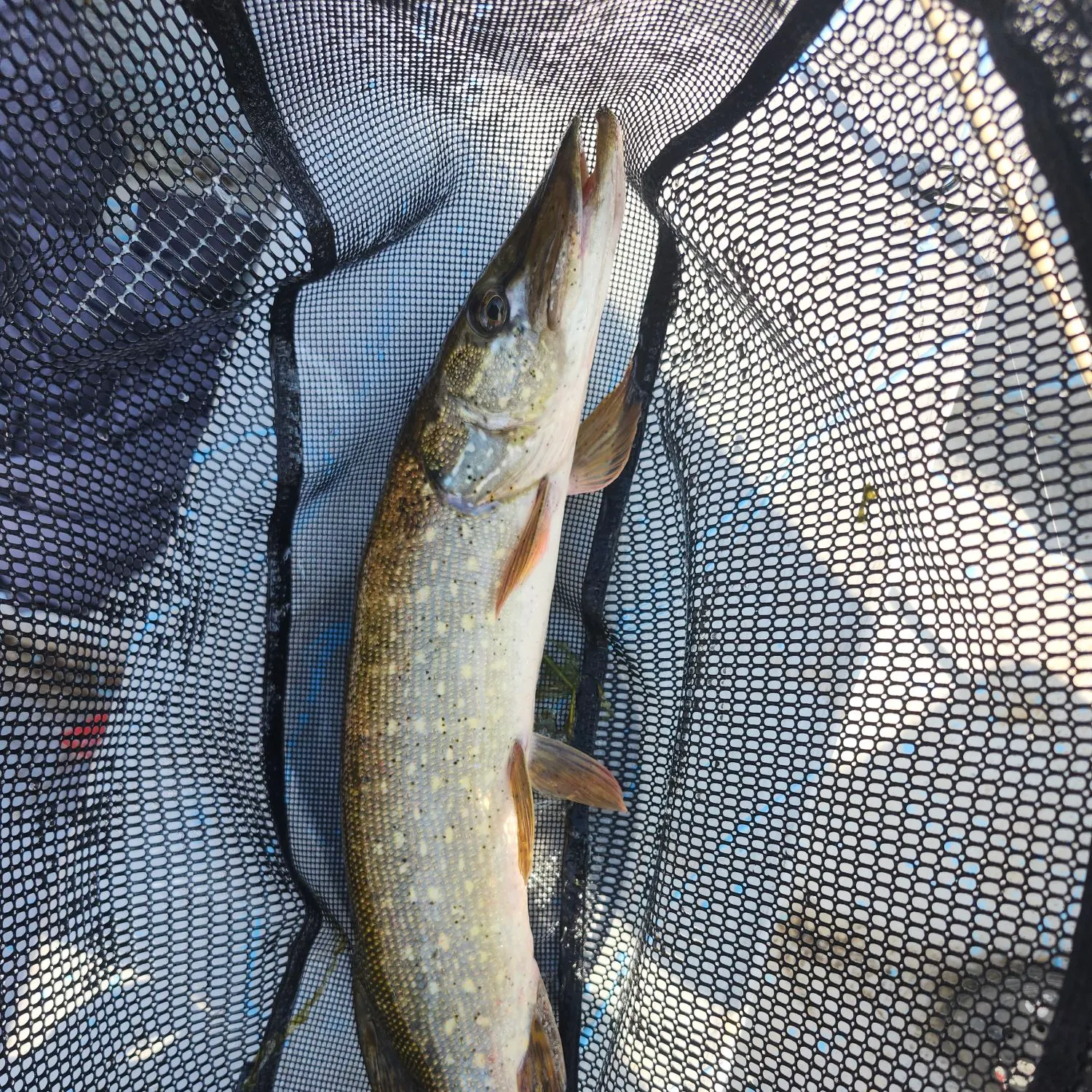 Fish caught on Fishbrain