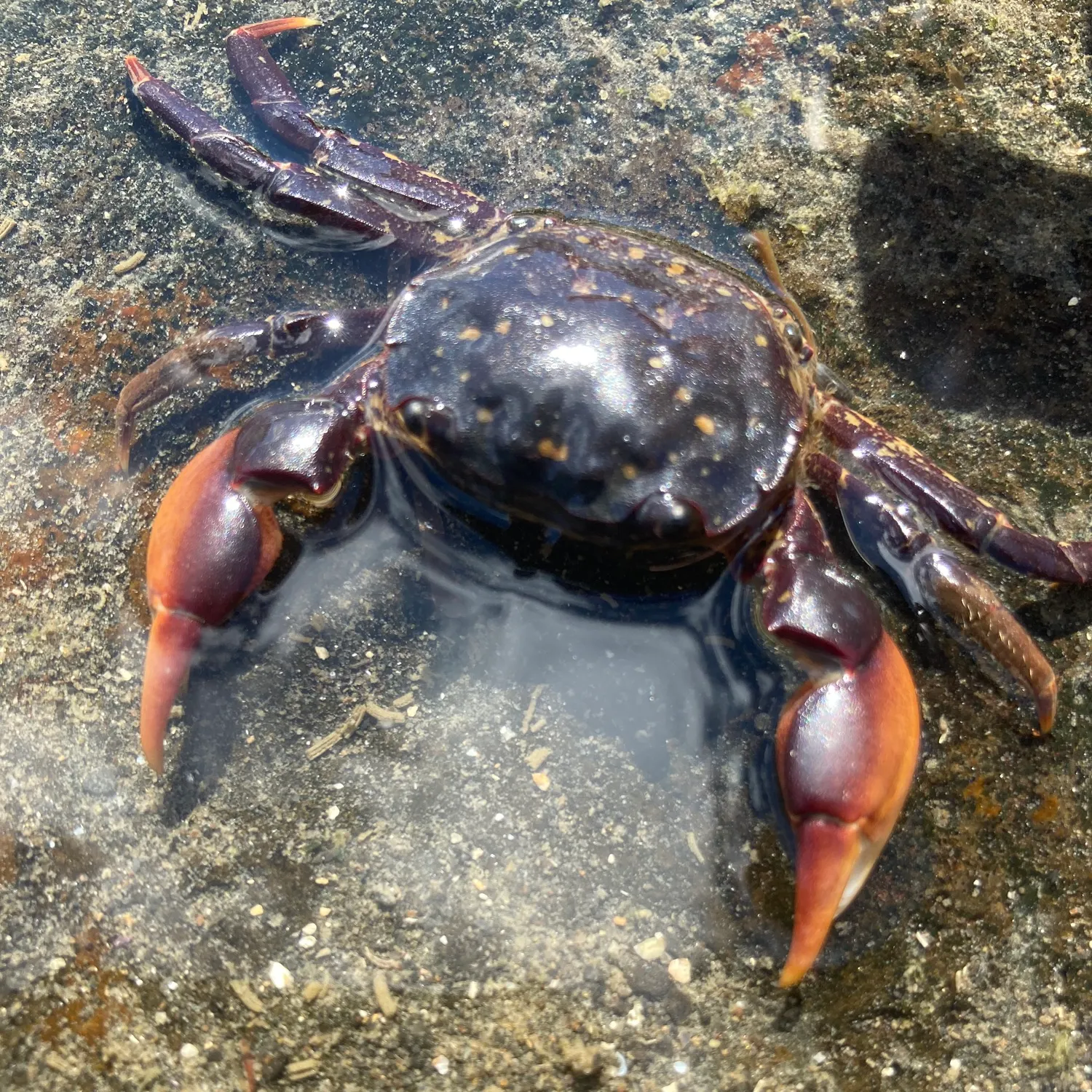 The most recent Giant mud crab catches on Fishbrain