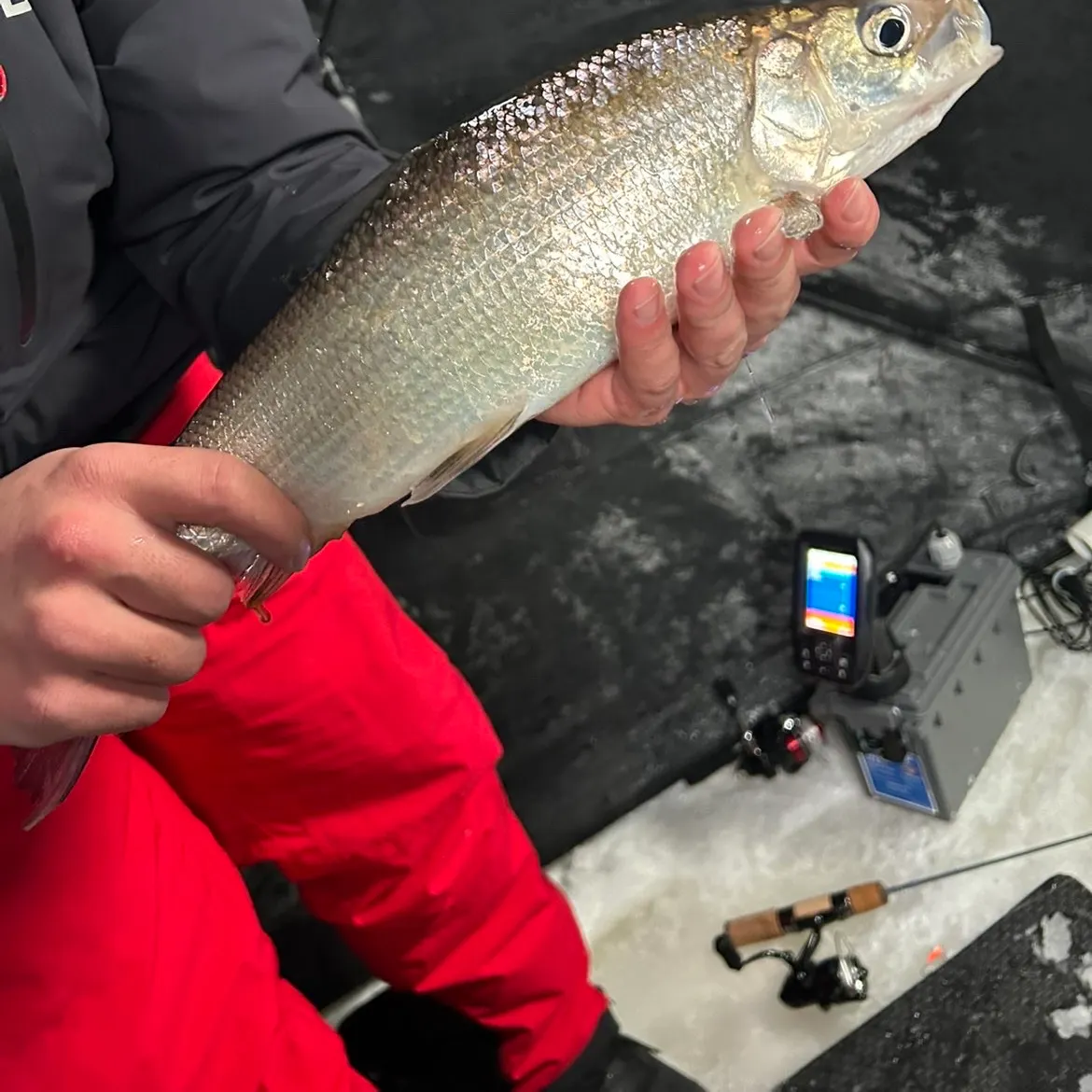 The most recent Lake whitefish catches on Fishbrain